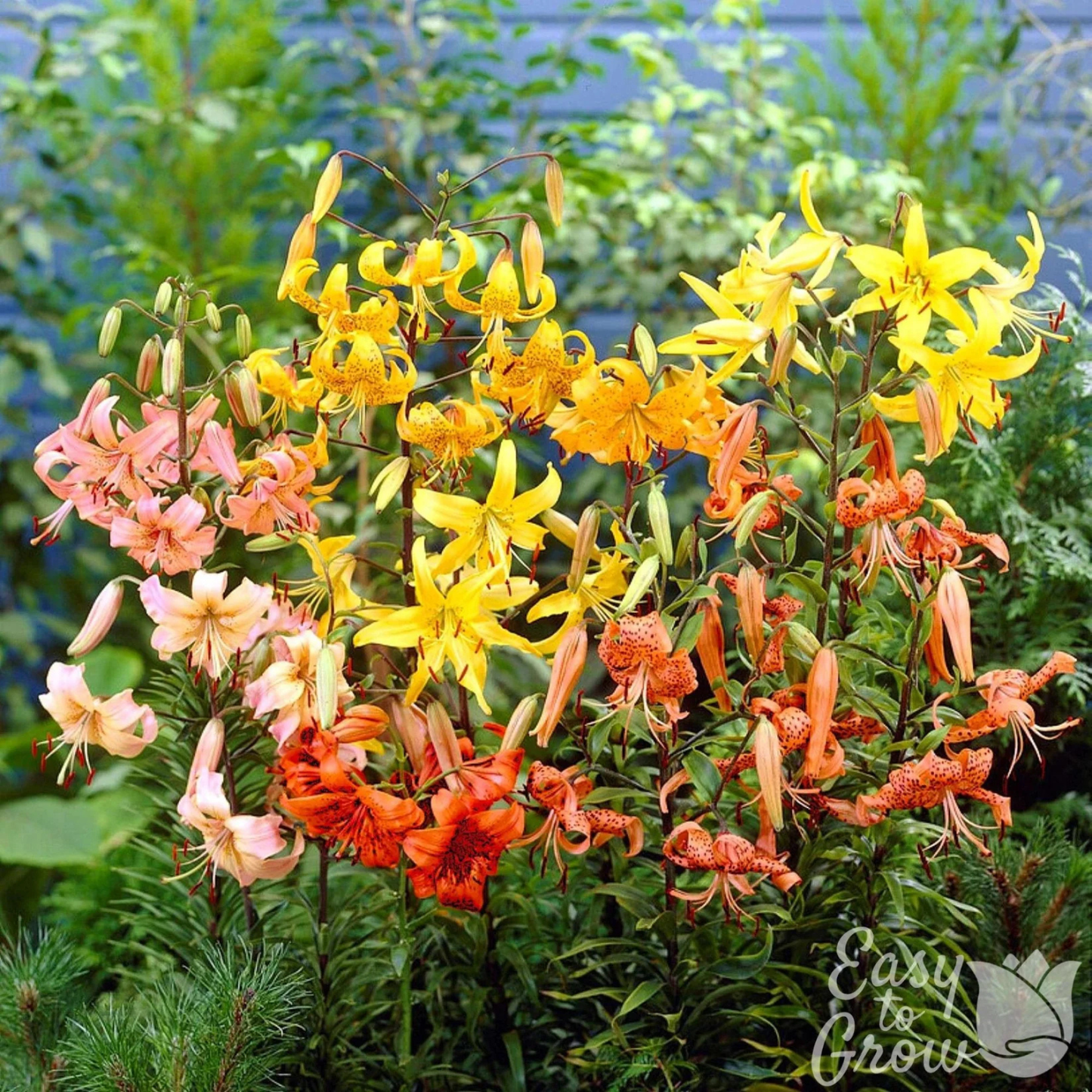 Multiple blooms of the Tiger Lily Mix Lilium plants. Easy to Grow logo in lower right corner.