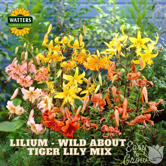 Multiple blooms of the Tiger Lily Mix Lilium plants. Watters Garden Center logo in upper left corner.
