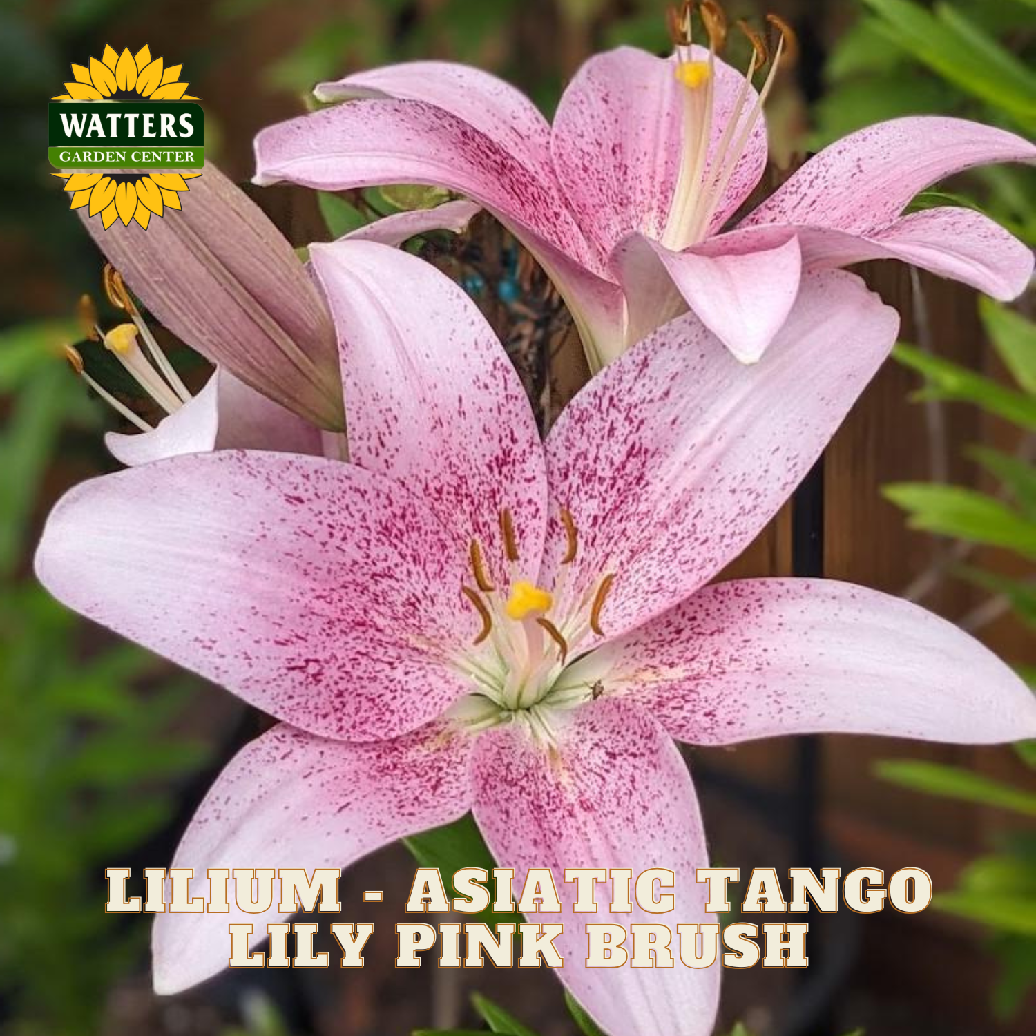 Pink Asiatic Tango lily flowers with dark pink speckles, shown in a close-up garden-style photo with green foliage and a Watters Garden Centre logo in the top left.