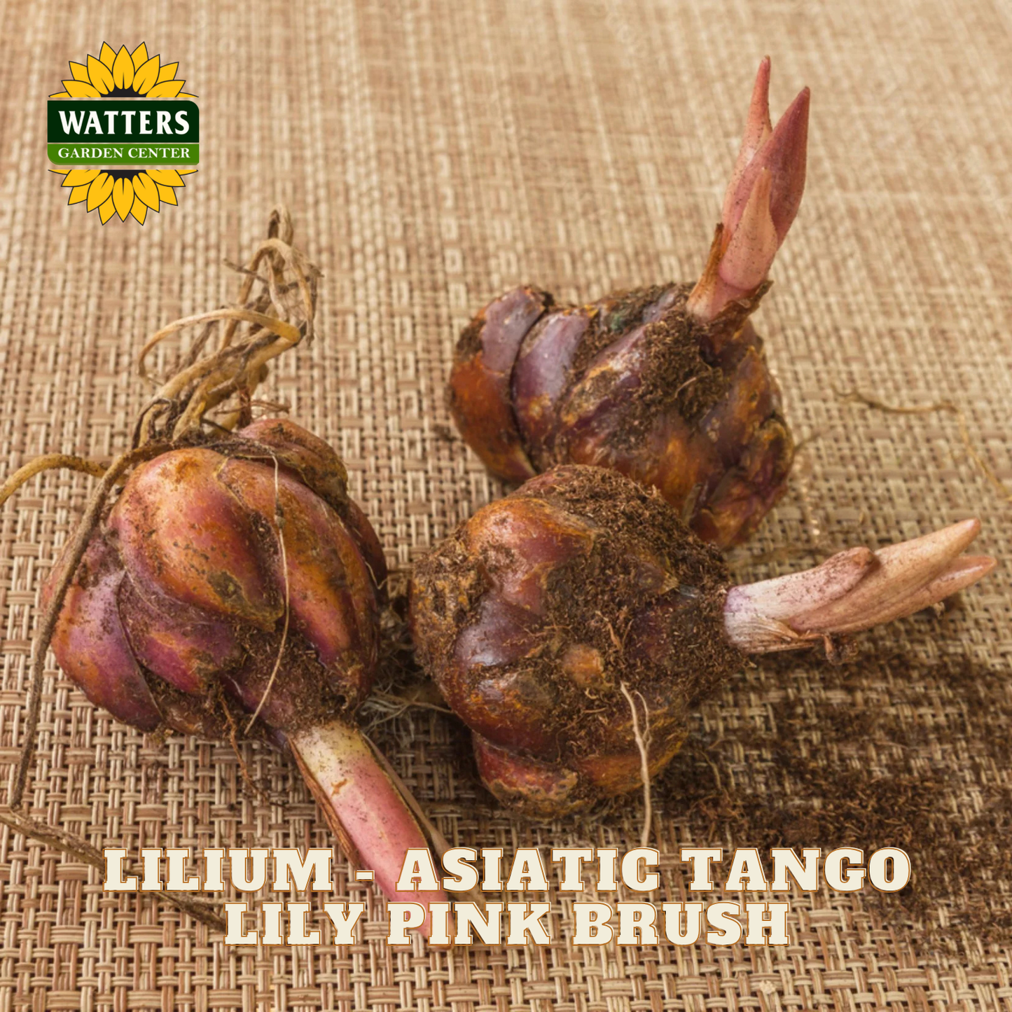 Three freshly harvested lily bulbs with pinkish-purple tops and exposed roots, resting on a burlap background. The Watters Garden Center logo is in the top-left corner, and the text 'LILIUM - ASIATIC TANGO LILY PINK BRUSH' is at the bottom.