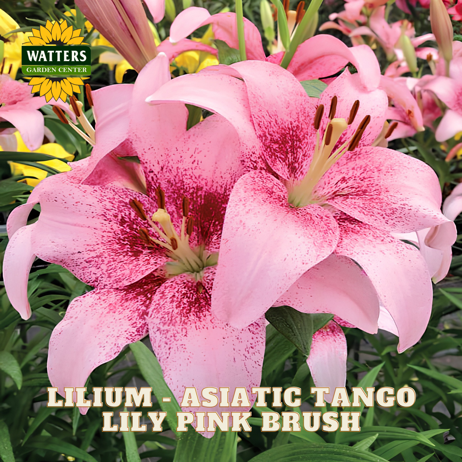 Pink Asiatic Tango lilies with dark red speckles on their petals, shown in a garden setting with green foliage. A 'WATTERS GARDEN CENTER' logo is visible in the top left, and text at the bottom reads 'LILIUM - ASIATIC TANGO LILY PINK BRUSH'.