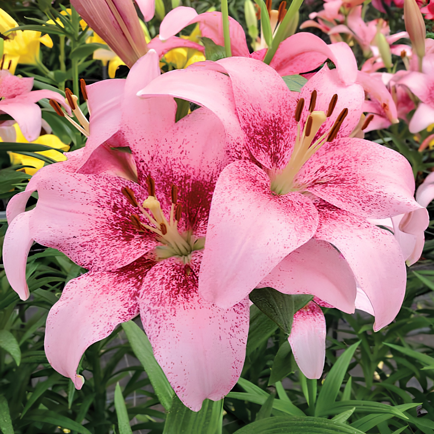 Pink Asiatic Tango lilies with dark red speckles on their petals, shown in a garden setting with green foliage. 