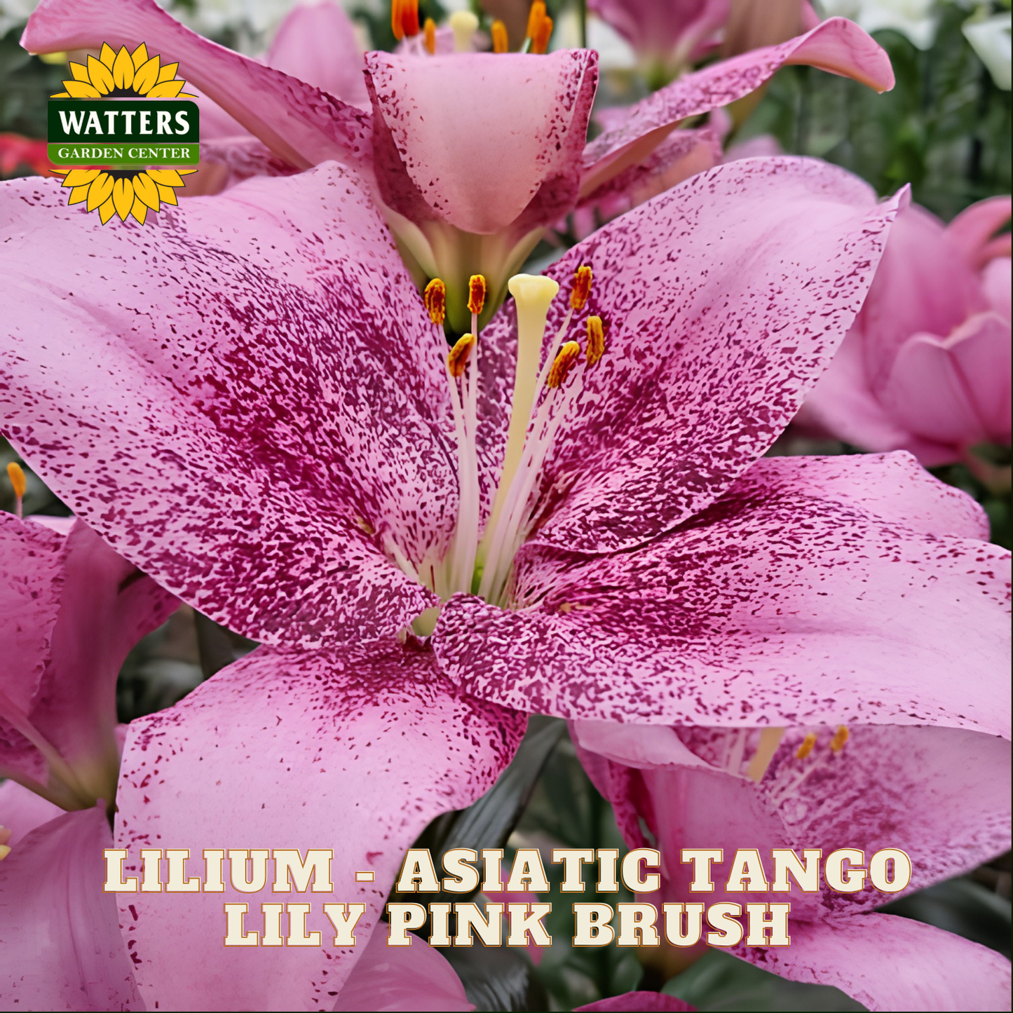 Pink Asiatic Tango lily flowers with dark magenta speckles, featuring a Watters Garden Center logo and product text overlay.