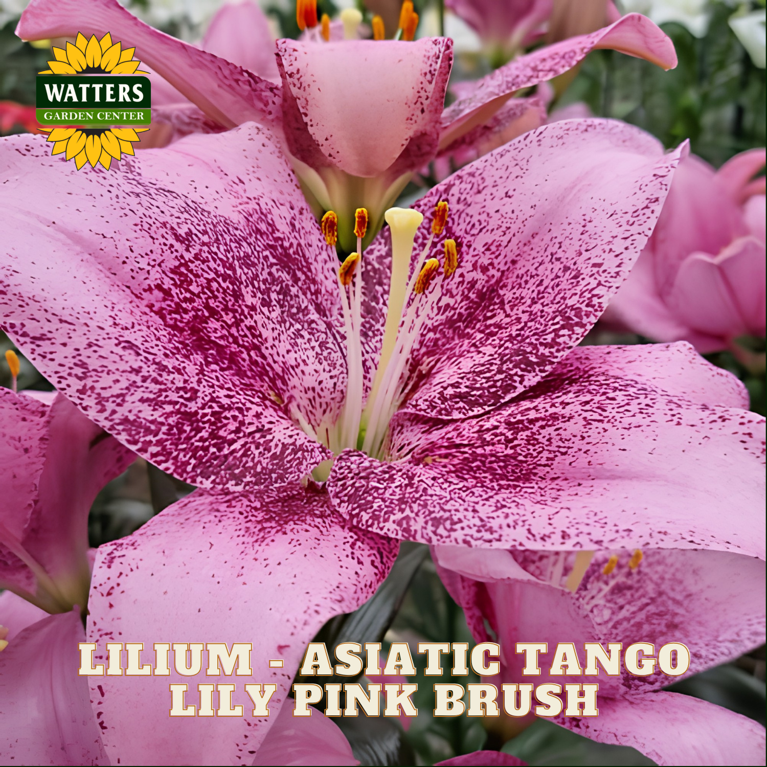 Pink Asiatic Tango lily flowers with dark magenta speckles, featuring a Watters Garden Center logo and product text overlay.