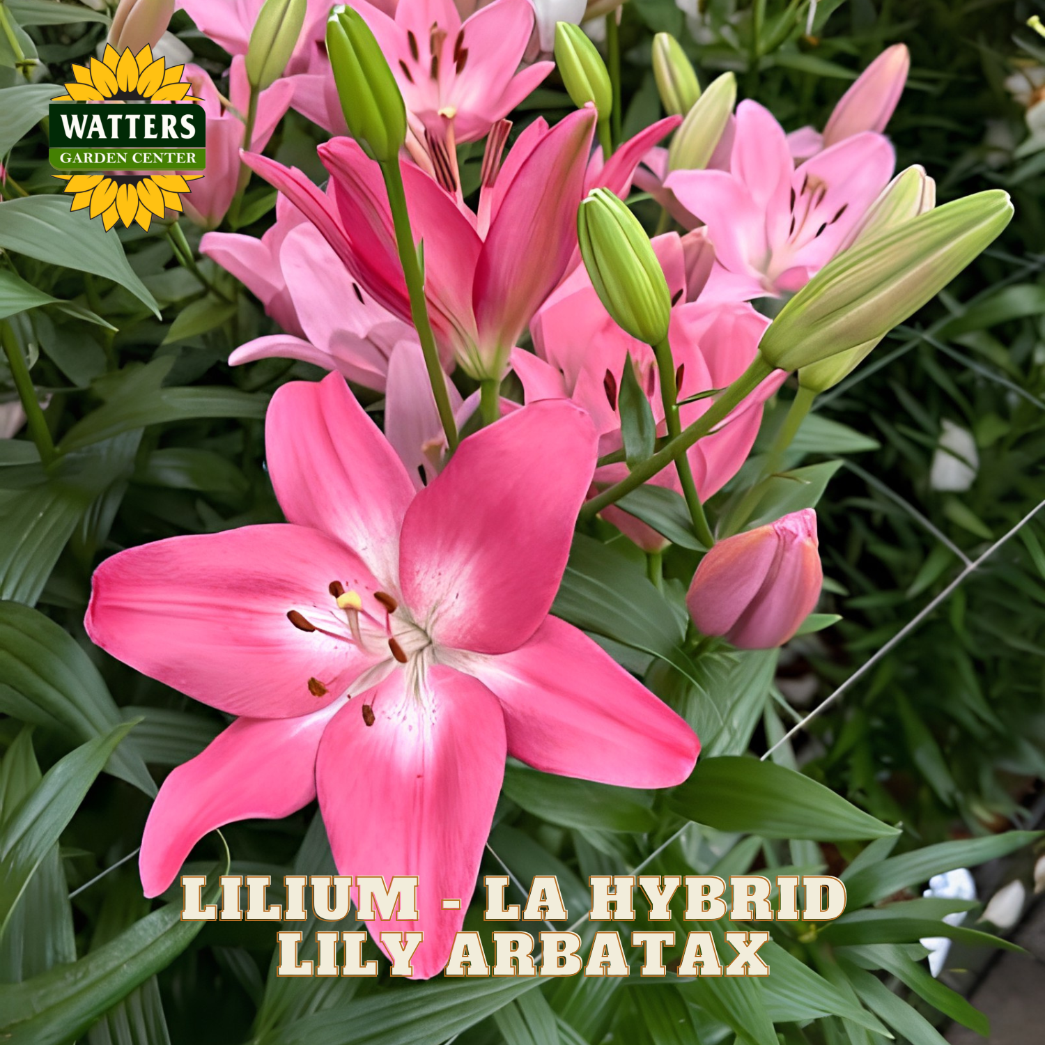 Pink La Hybrid Lilium Arbatax flowers blooming with green leaves and buds, featuring a Watters Gardening Center logo and text overlay.