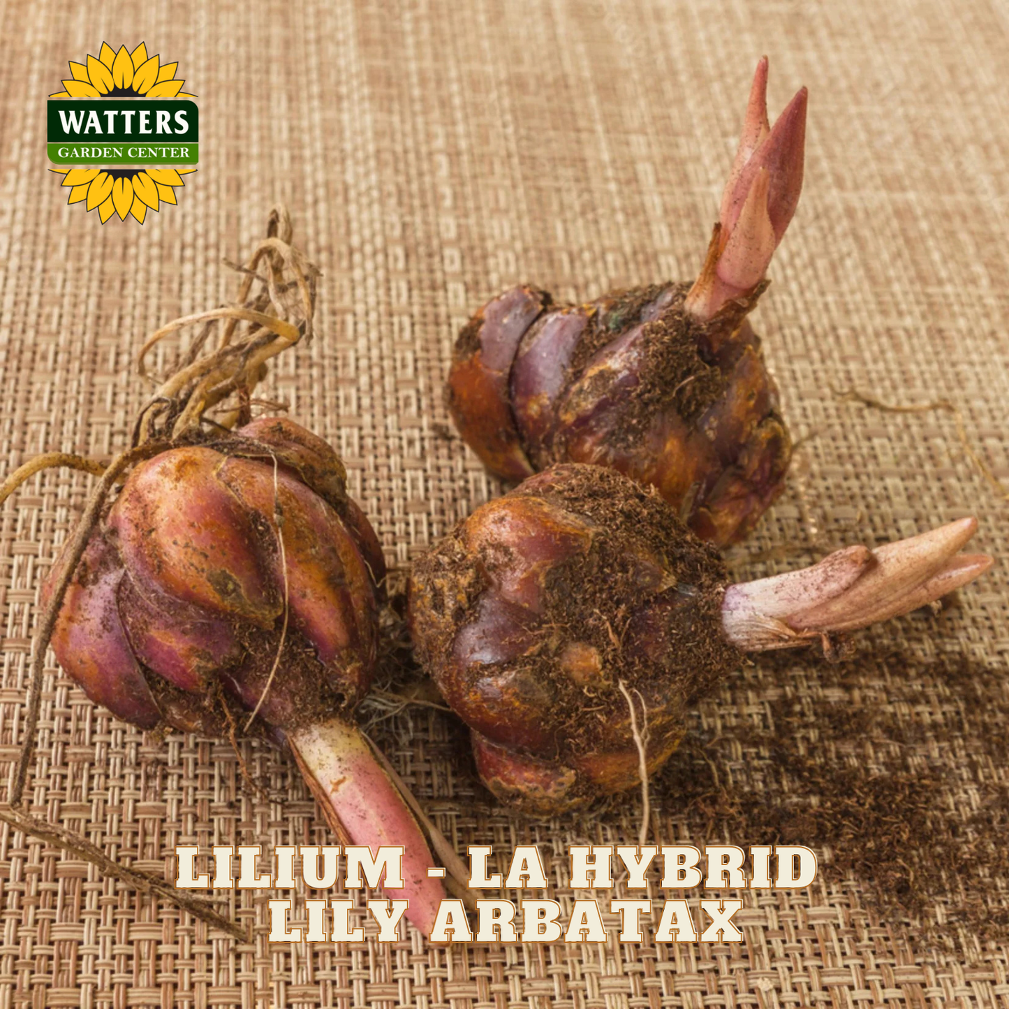 Three dried bulb roots for Lilium arbatax 'La Hybrid' displayed on a burlap background, with the Watters Garden Center logo in the top left and product text at the bottom.