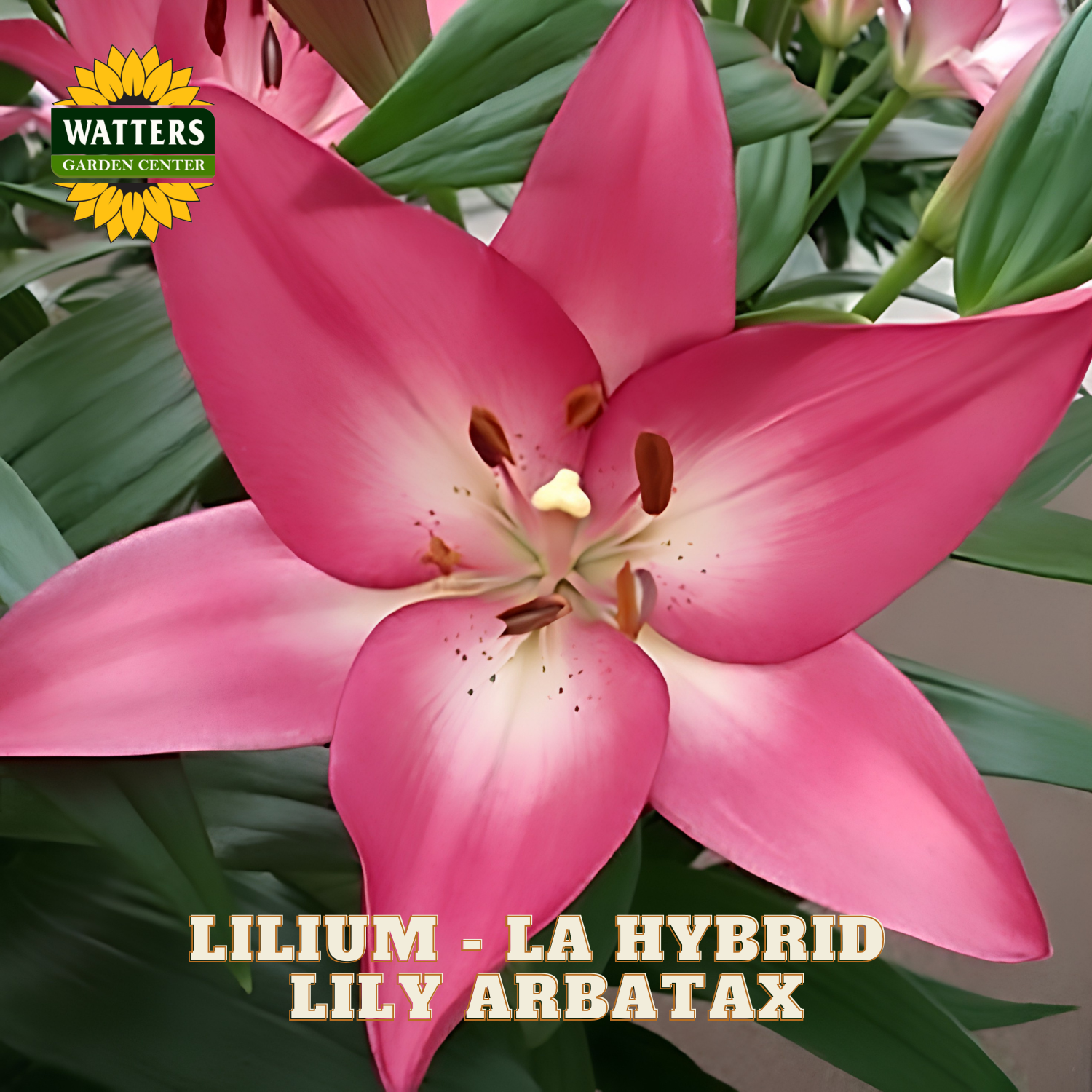 A close-up of a pink and white lily flower with green leaves, featuring the Watters Garden Center logo in the top-left corner and the text 'LILIAM - LA HYBRID LILY ARBATAX' at the bottom.