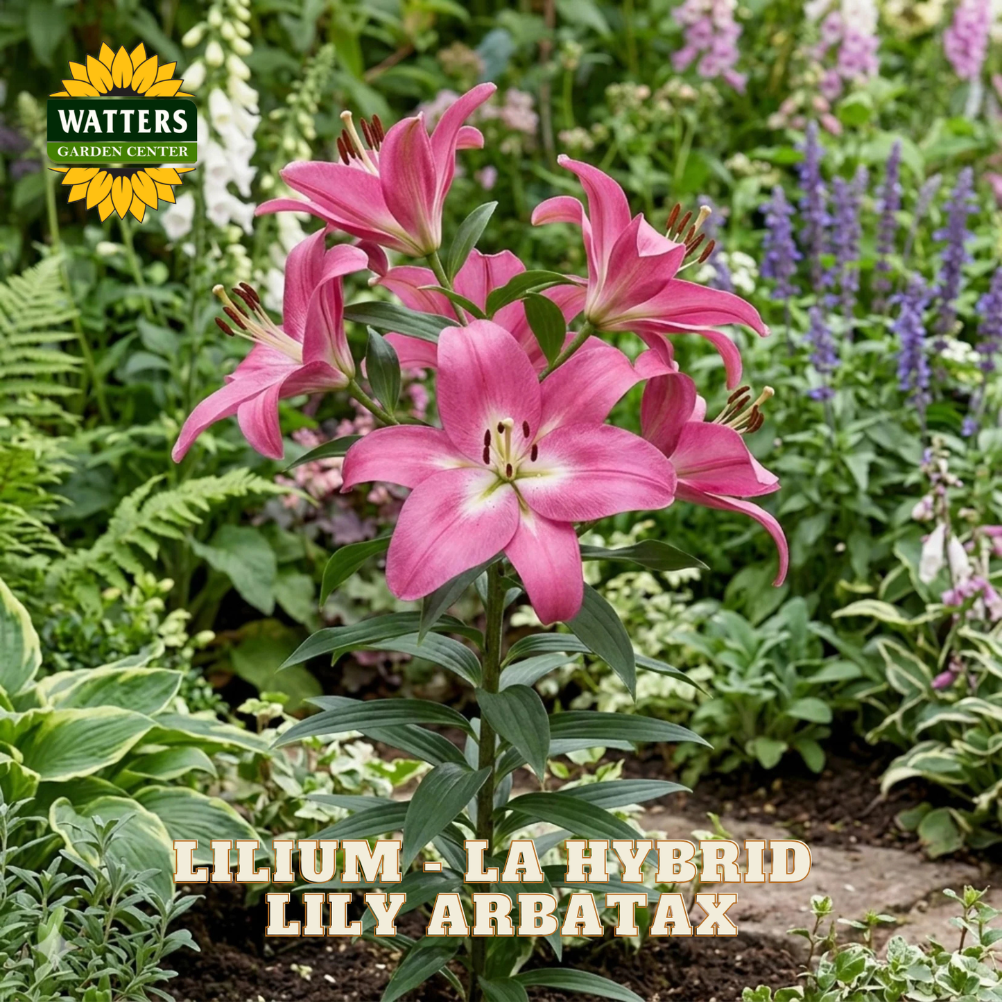 Pink Lilium arbatax hybrid lilies blooming in a garden bed, with green foliage and other plants in the background. A yellow Watters Gardening Centre logo is in the top-left corner, and text at the bottom reads 'LILIUM LA-HYBRID LILY ARBATAX'.