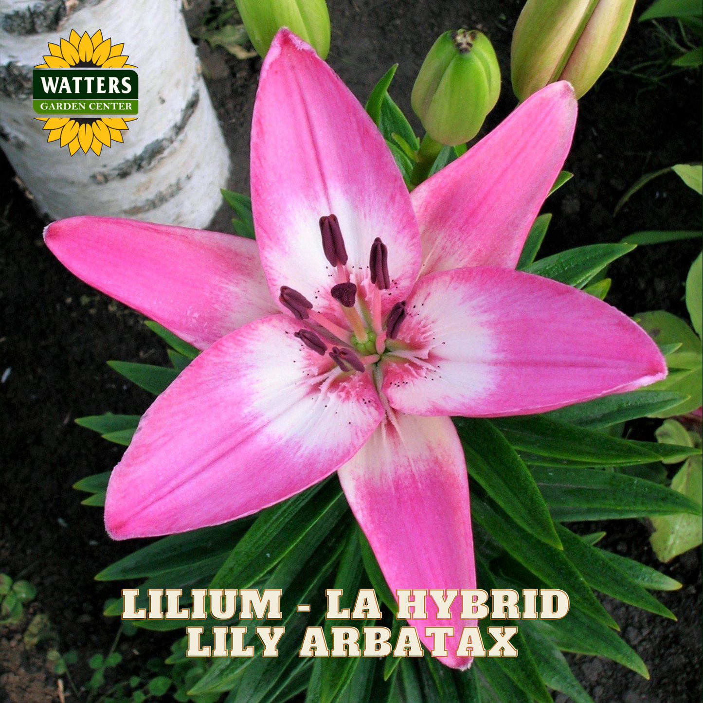 A close-up photograph of a pink and white lily flower in bloom with green leaves, buds, and dark soil in the background. A Watters Garden Center logo appears in the top left, and the text 'LILIAM - LA HYBRID LILY ARBATAX' appears at the bottom.