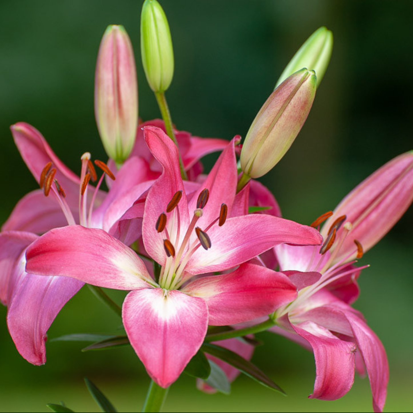 Pink lily flowers with white centers and green buds against a soft green blurred background.
