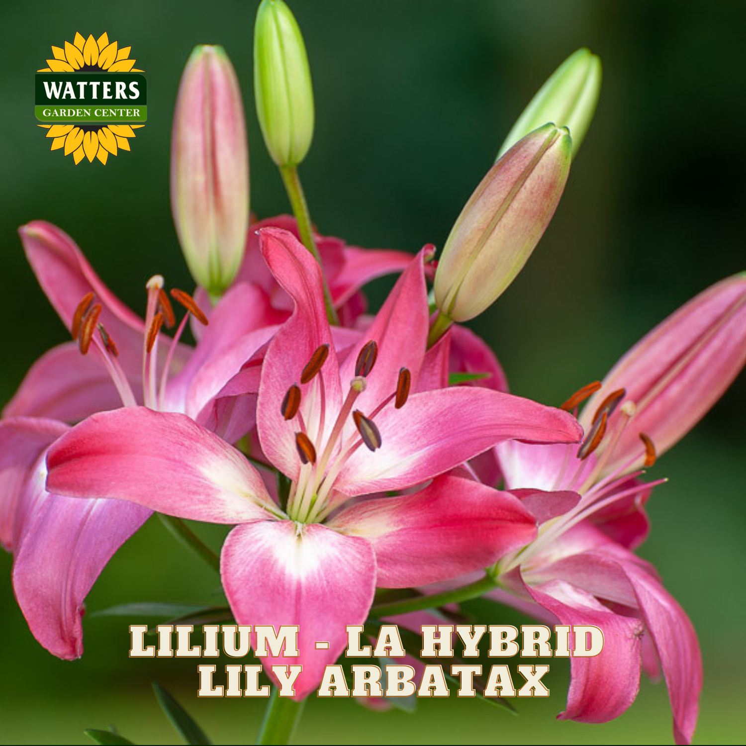 Pink Lilium arbatax hybrid lilies in bloom with green buds, featuring a Watters Garden Center logo and text overlay on a dark green blurred background.