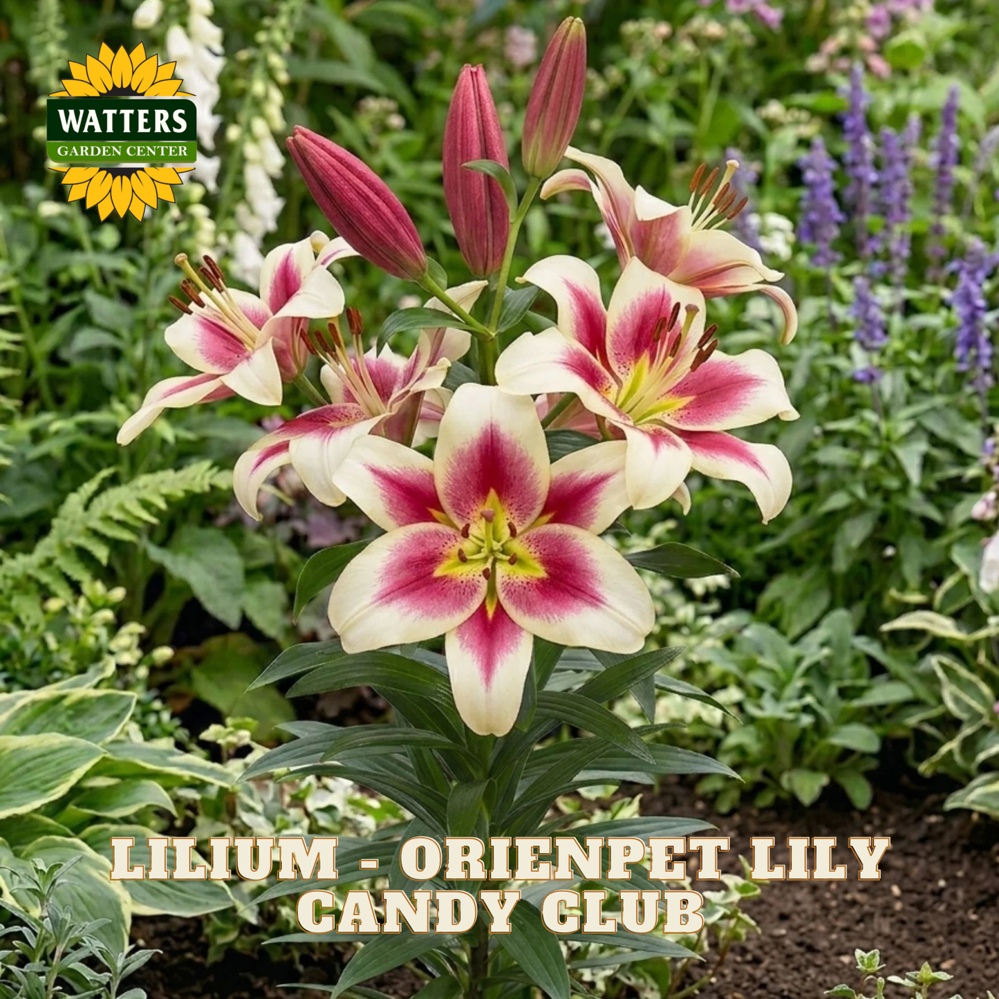 Lilium - Orienpet Lily Candy Club