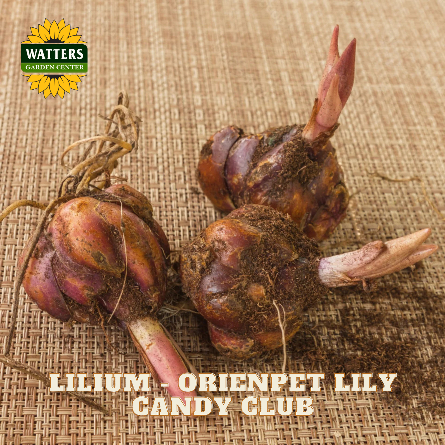 Lilium - Orienpet Lily Candy Club