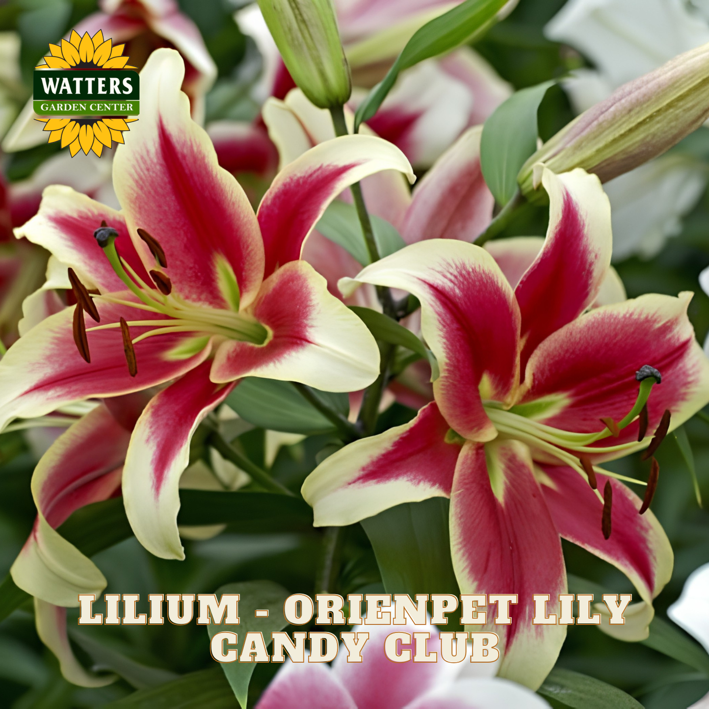 Lilium - Orienpet Lily Candy Club