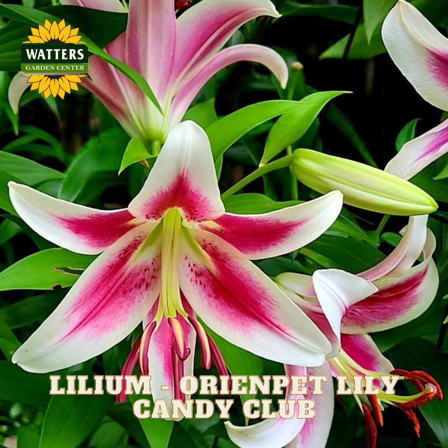 Lilium - Orienpet Lily Candy Club