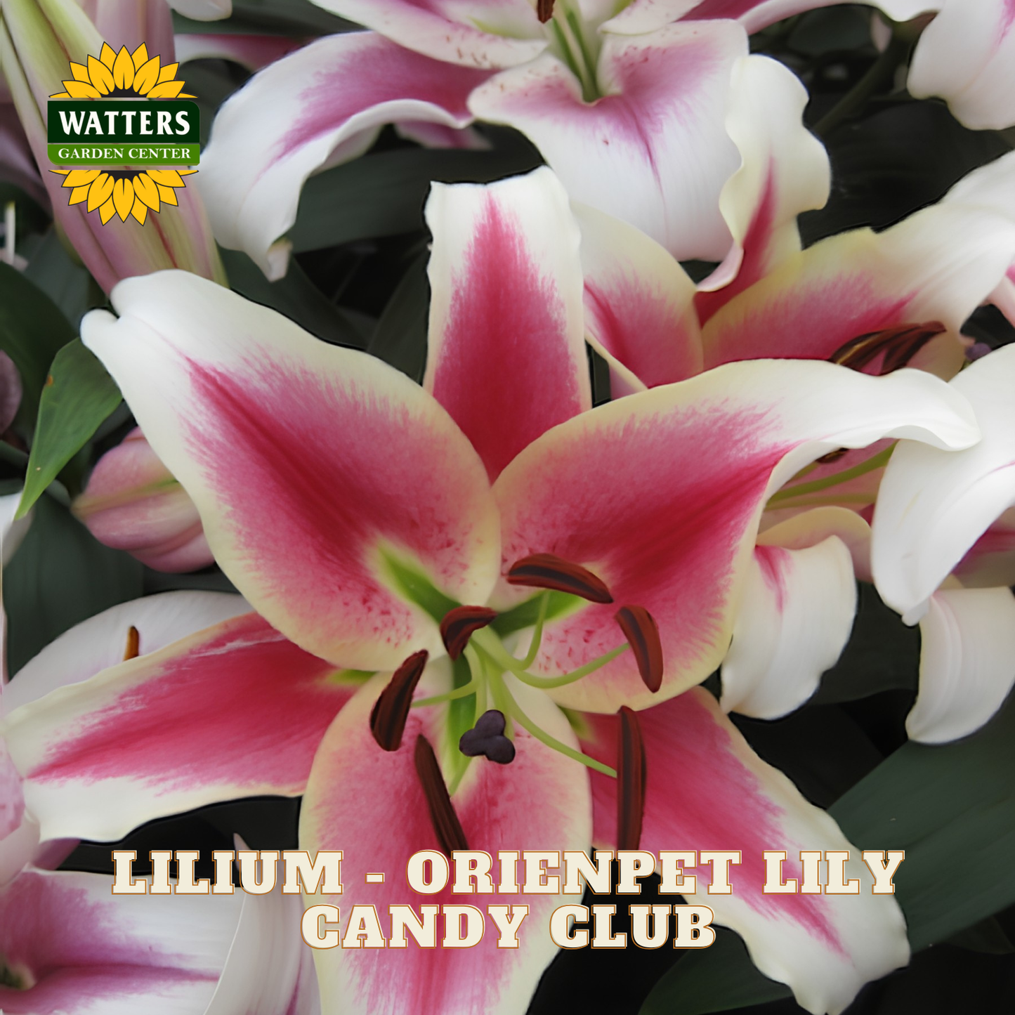 Lilium - Orienpet Lily Candy Club