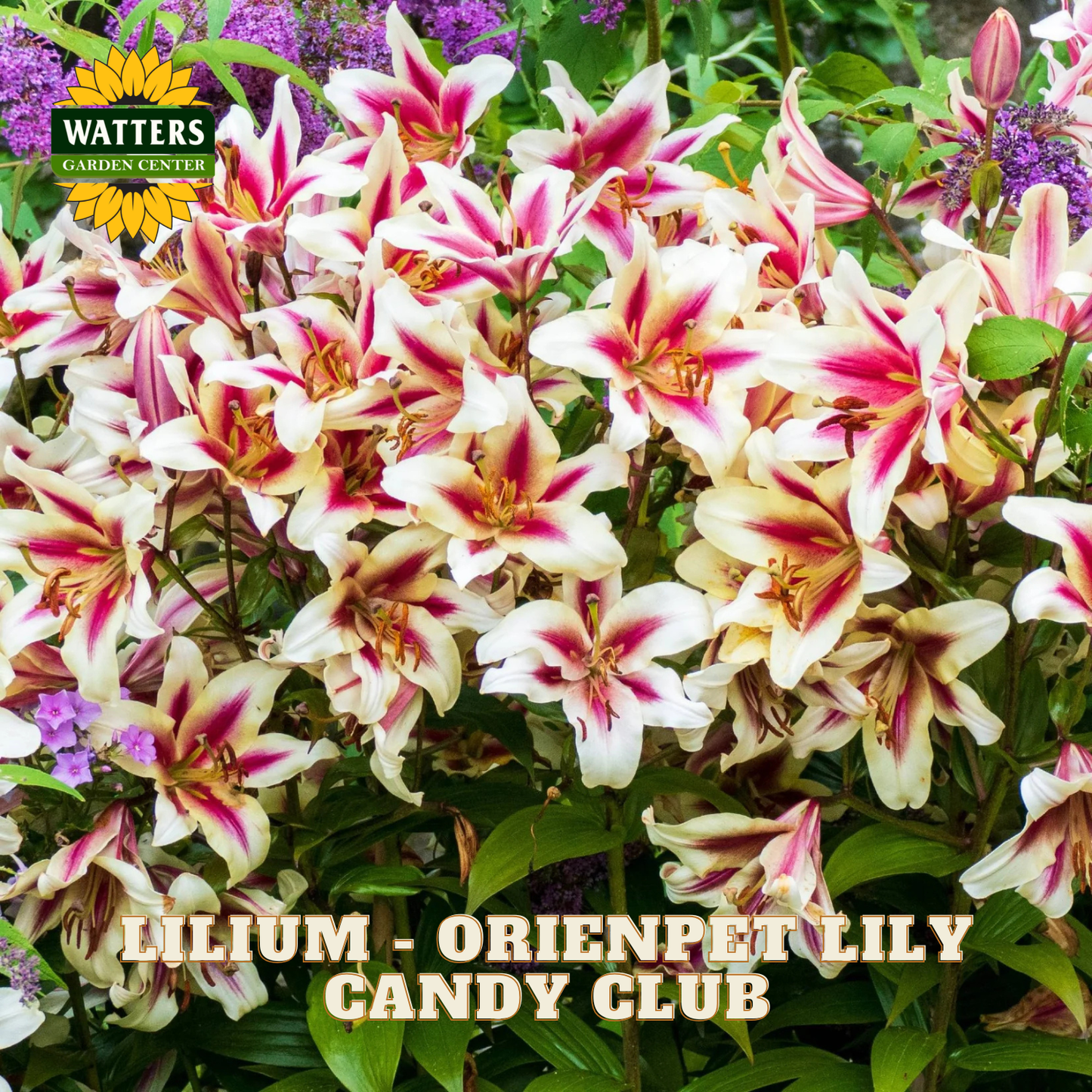 Lilium - Orienpet Lily Candy Club