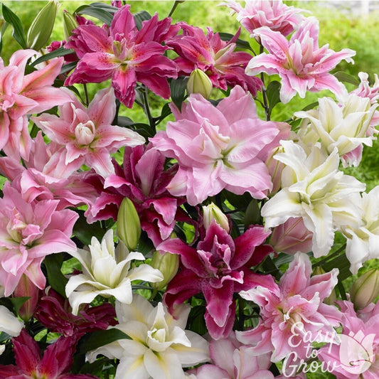 Lilium - Oriental Roselily Mix