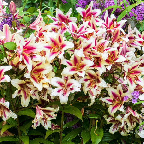 Lily LilyOrienpetCandyClub_square_S