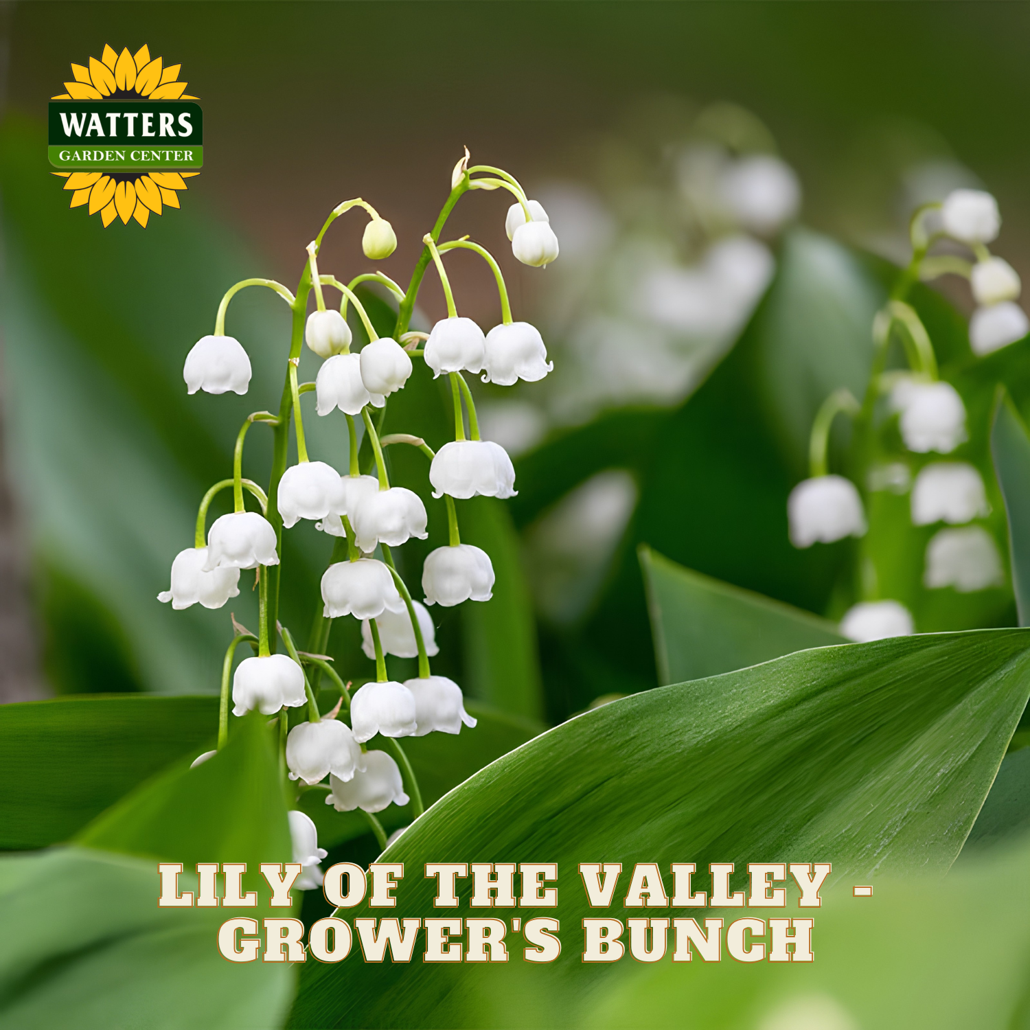 Small Lily of the Valley flowers against green leaves. Watters Garden Center logo in the upper left corner.