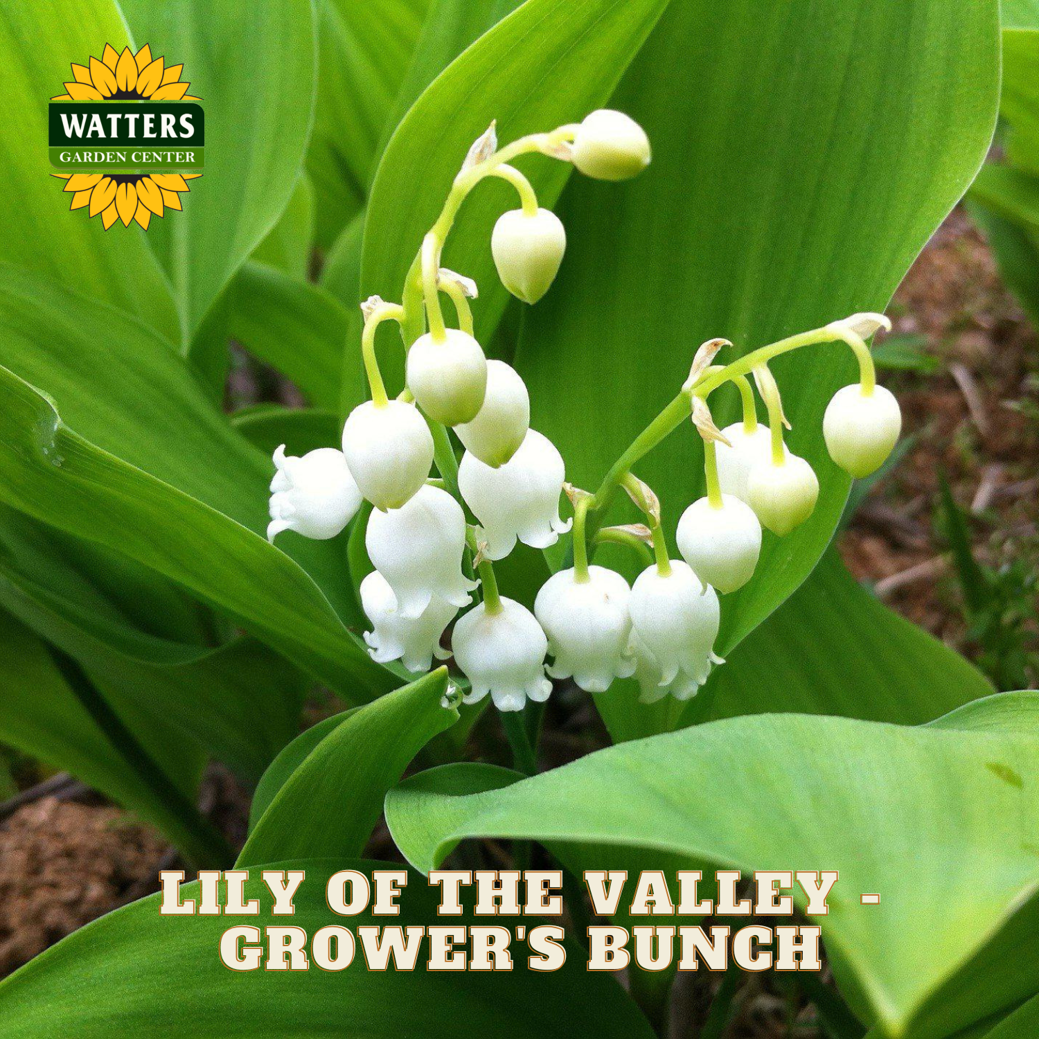 Small Lily of the Valley flowers against green leaves. Watters Garden Center logo in the upper left corner.