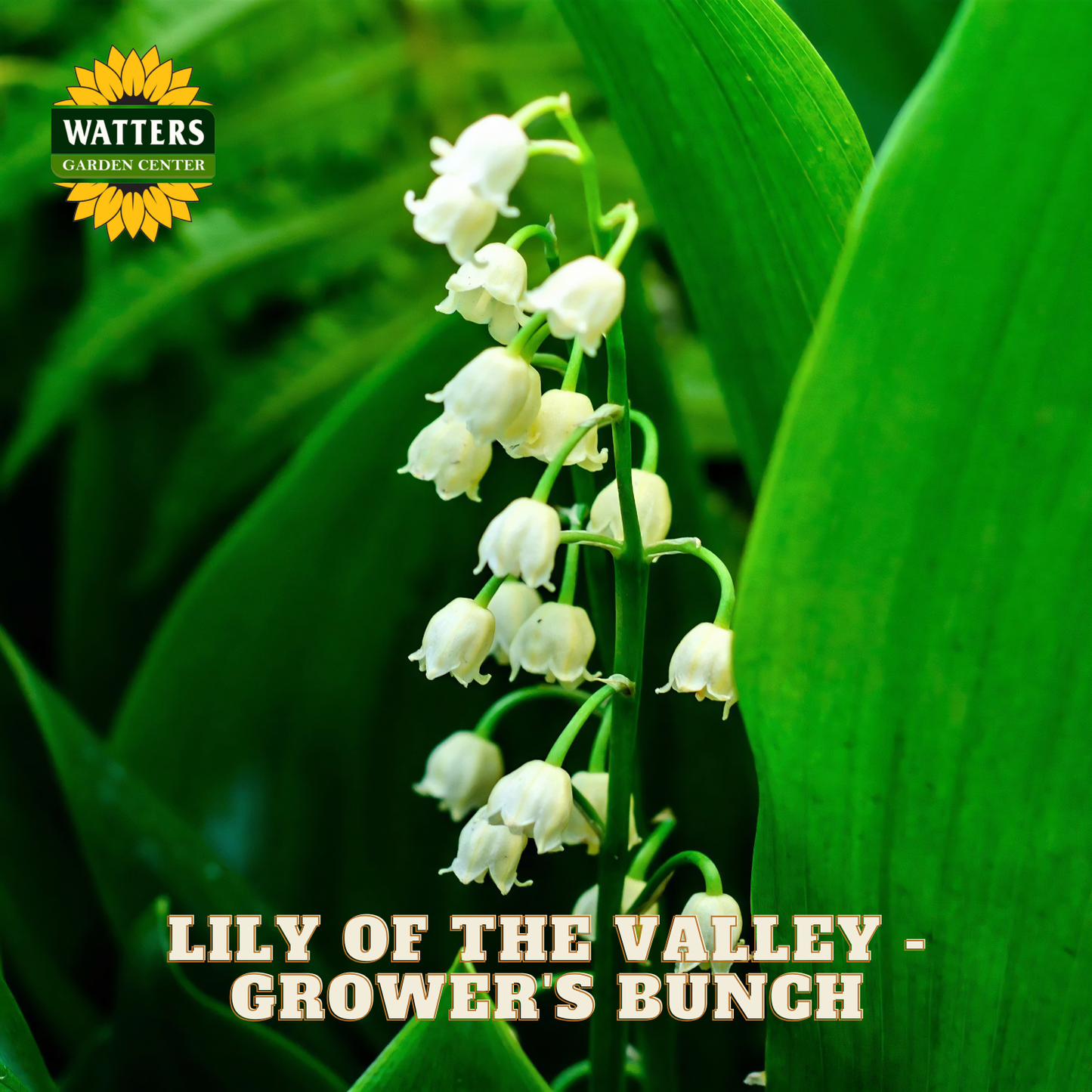 Small Lily of the Valley flowers against green leaves. Watters Garden Center logo in the upper left corner.
