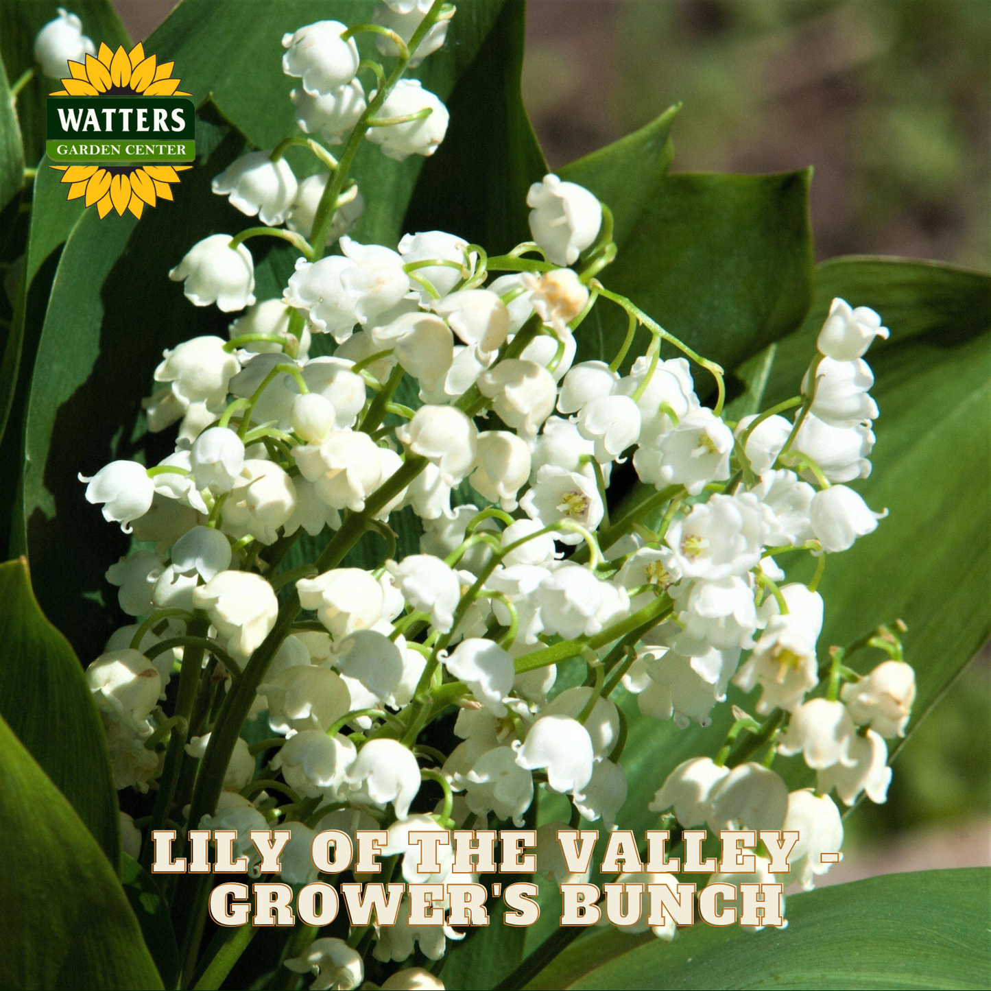 Small Lily of the Valley flowers against green leaves. Watters Garden Center logo in the upper left corner.