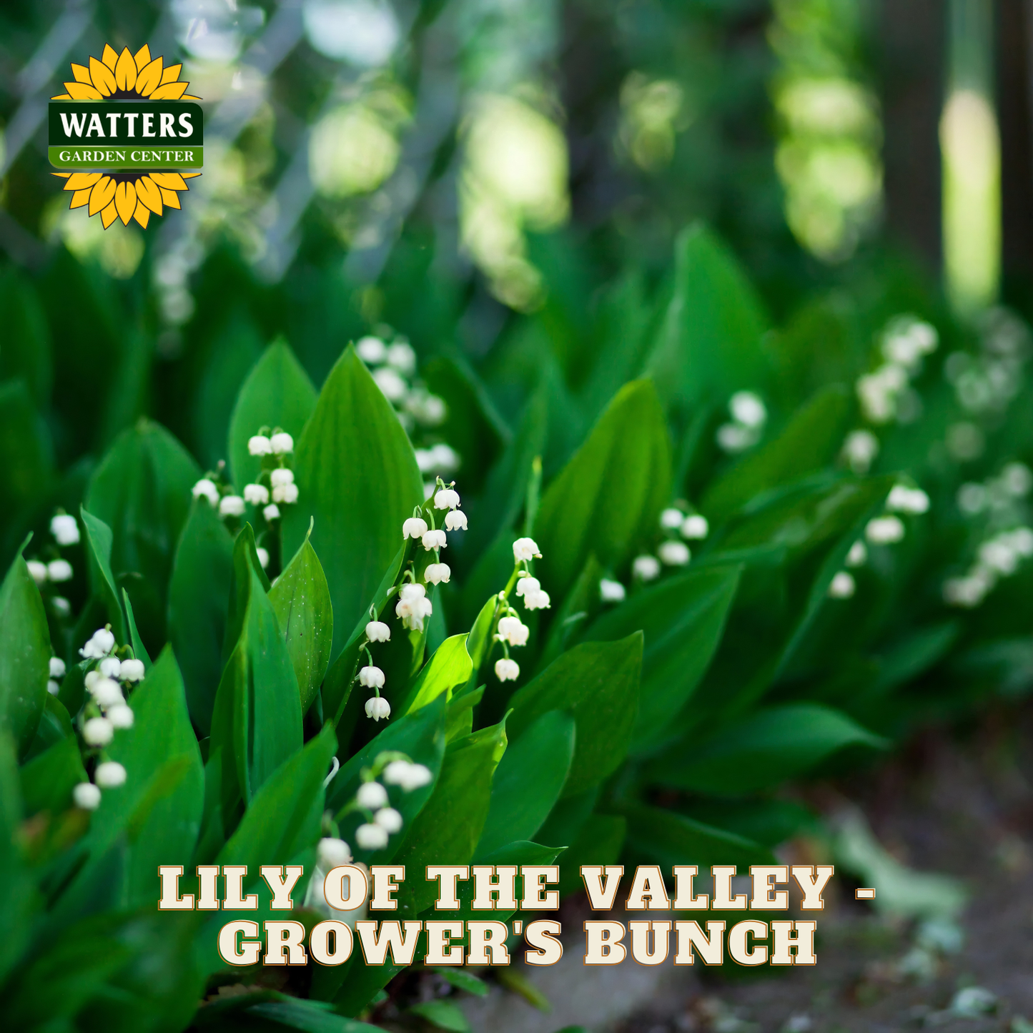 Small Lily of the Valley flowers against green leaves. Watters Garden Center logo in the upper left corner.