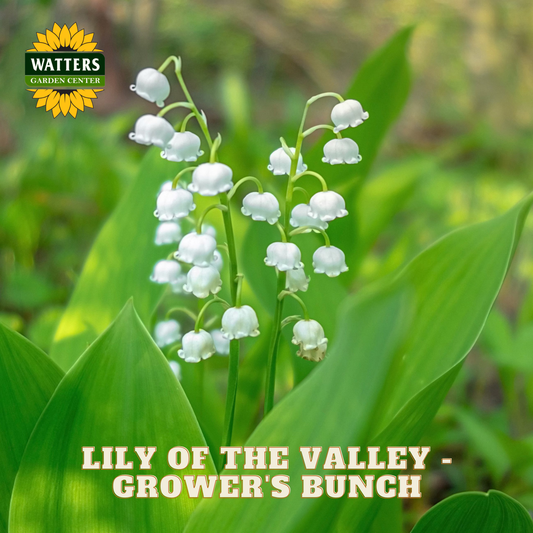 Small Lily of the Valley flowers against green leaves. Watters Garden Center logo in the upper left corner.