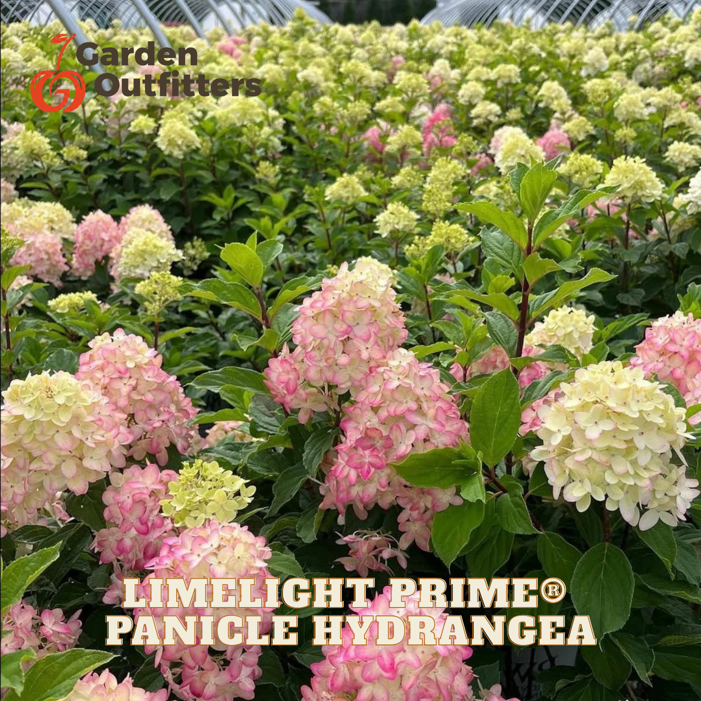 Pink and cream limelight prime panicle hydrangea flowers blooming in a greenhouse row, with Garden Outfitters logo and 'LIMELIGHT PRIME PANICLE HYDRANGEA' text overlays.