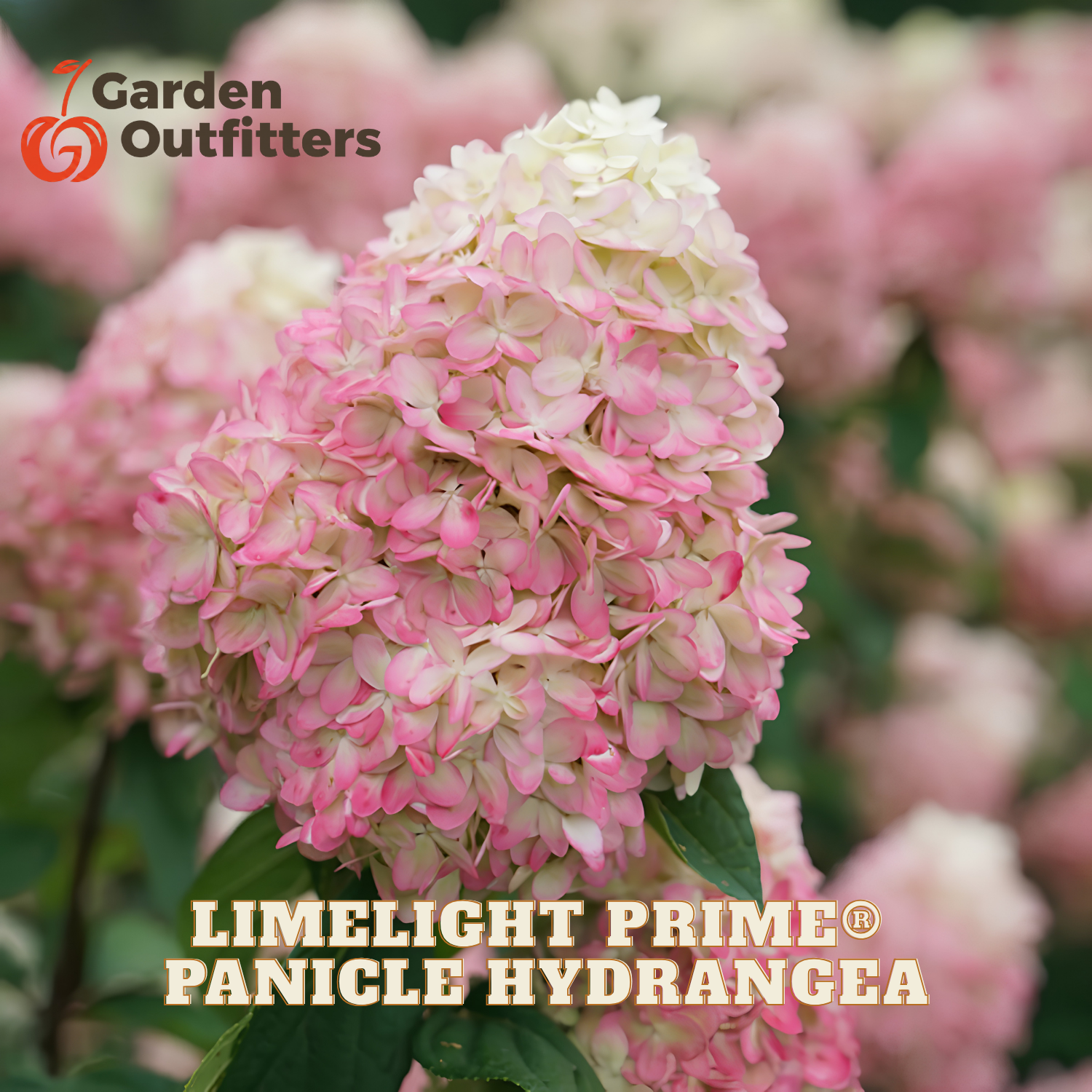 Pink and white panicle hydrangea flower blooms on a shrub with green leaves, with Garden Outfitters branding and 'LIMELIGHT PRIME PANICLE HYDRANGEA' text overlaid.