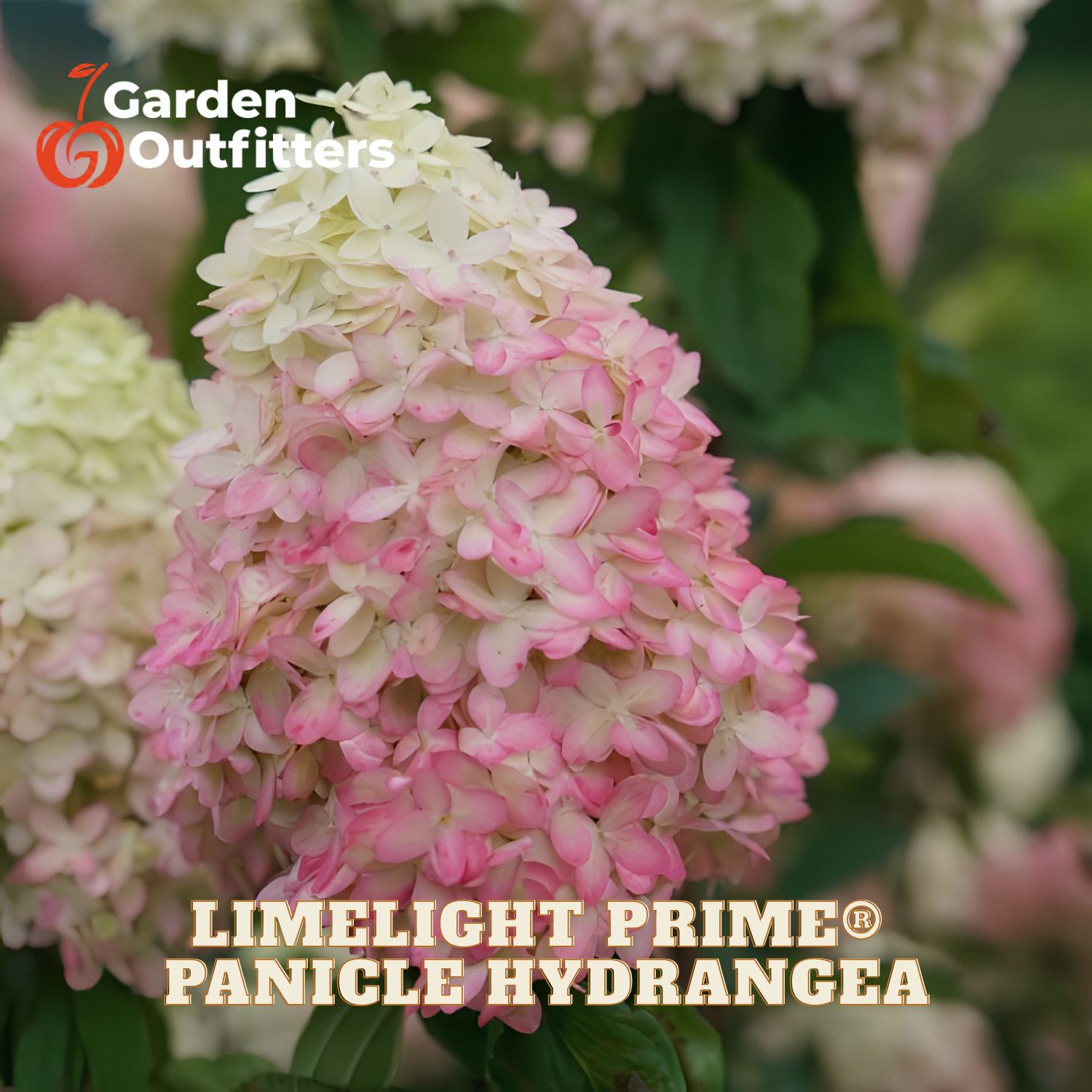 Close-up of a panicle hydrangea flower cluster with pale cream to light pink blooms, shown outdoors with green foliage and Garden Outfitters branding and product text overlaid.