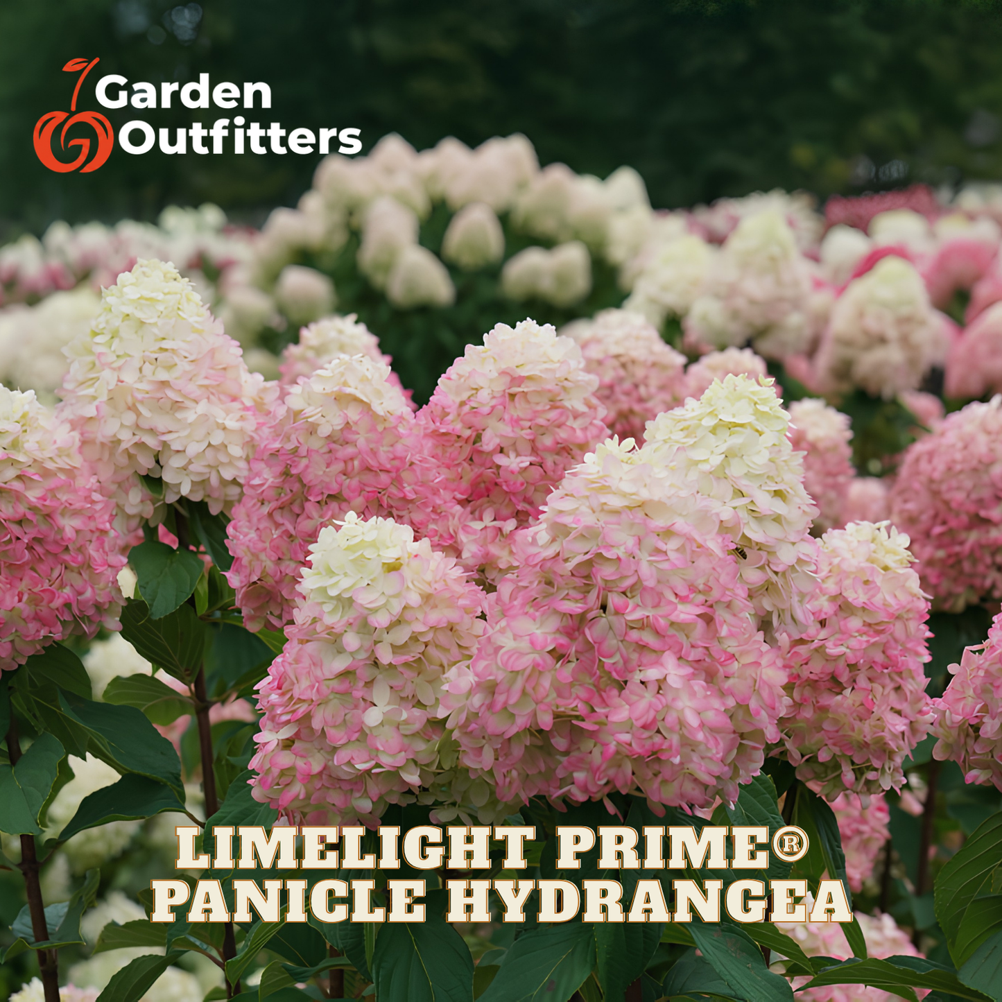 Pink and cream panicle hydrangea blooms in a garden setting, with 'Garden Outfitters' logo in the top left and 'LIMELIGHT PRIME PANICLE HYDRANGEA' text at the bottom.