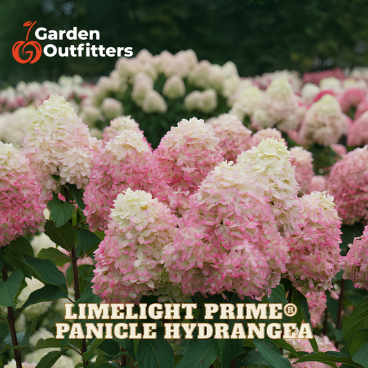 Pink and cream panicle hydrangea blooms in a garden setting, with 'Garden Outfitters' logo in the top left and 'LIMELIGHT PRIME PANICLE HYDRANGEA' text at the bottom.
