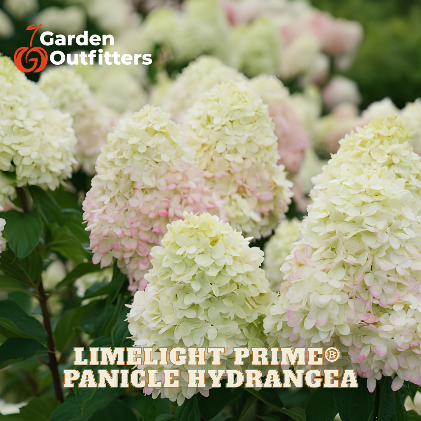 Close-up of panicle hydrangea blooms in soft cream, pale yellow, and blush pink tones with green foliage. The text 'LIMELIGHT PRIME PANICLE HYDRANGEA' appears at the bottom, and the Garden Outfitters logo appears in the top left.