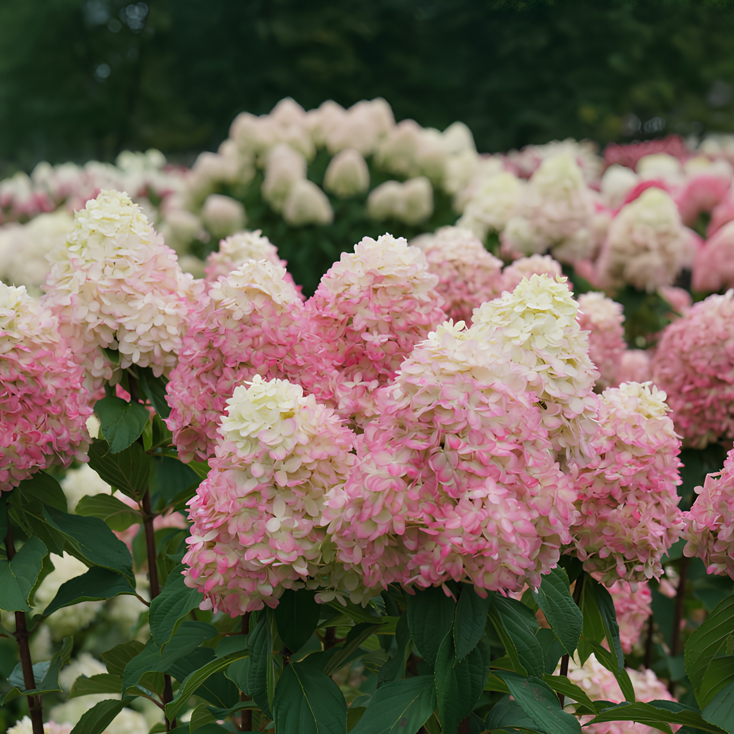Pink and cream hydrangea flower blooms with green leaves in a garden setting.