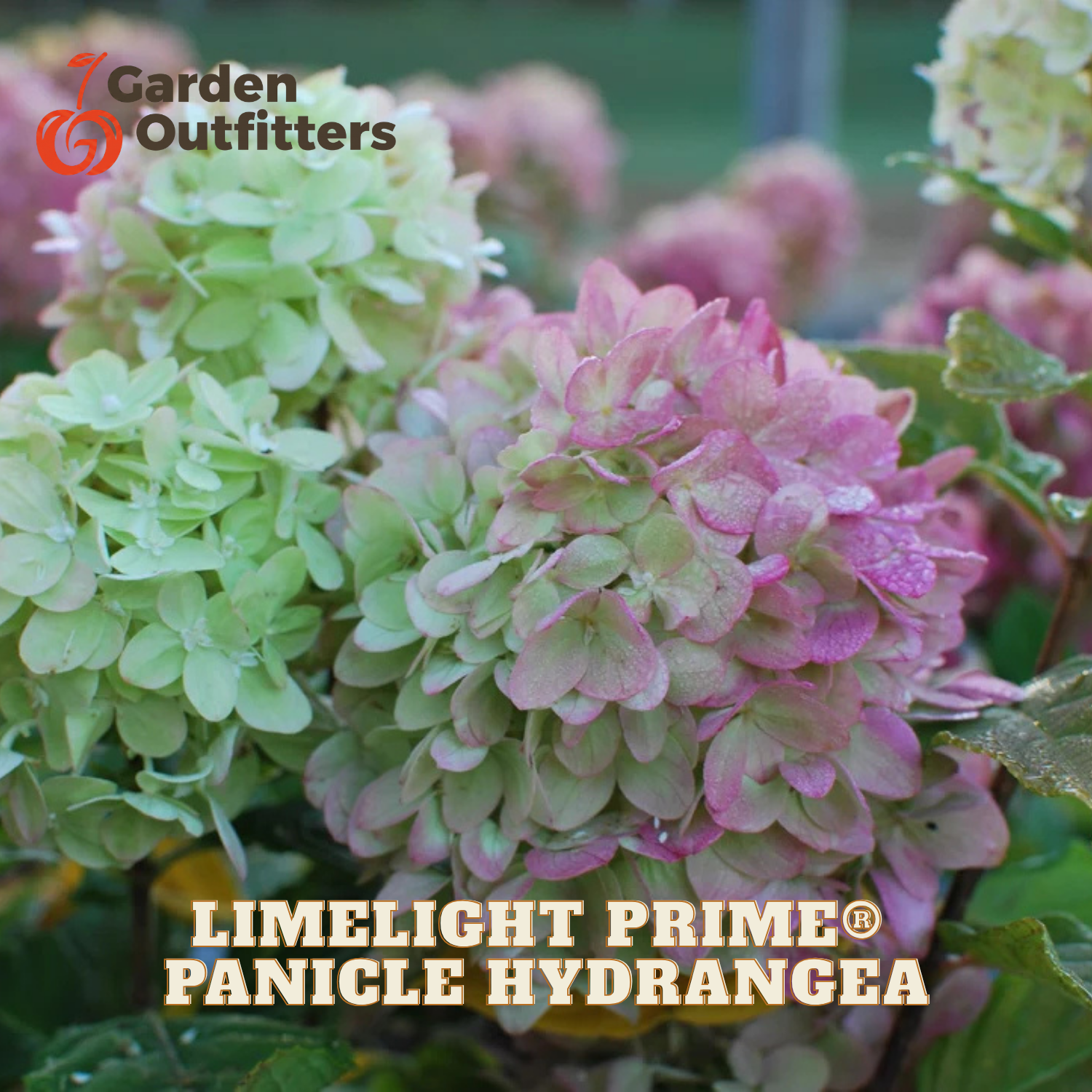 Close-up of pink and pale green hydrangea panicles with foliage, overlaid with the Garden Outfitters logo and the text 'LIMELIGHT PRIME PANICLE HYDRANGEA'.