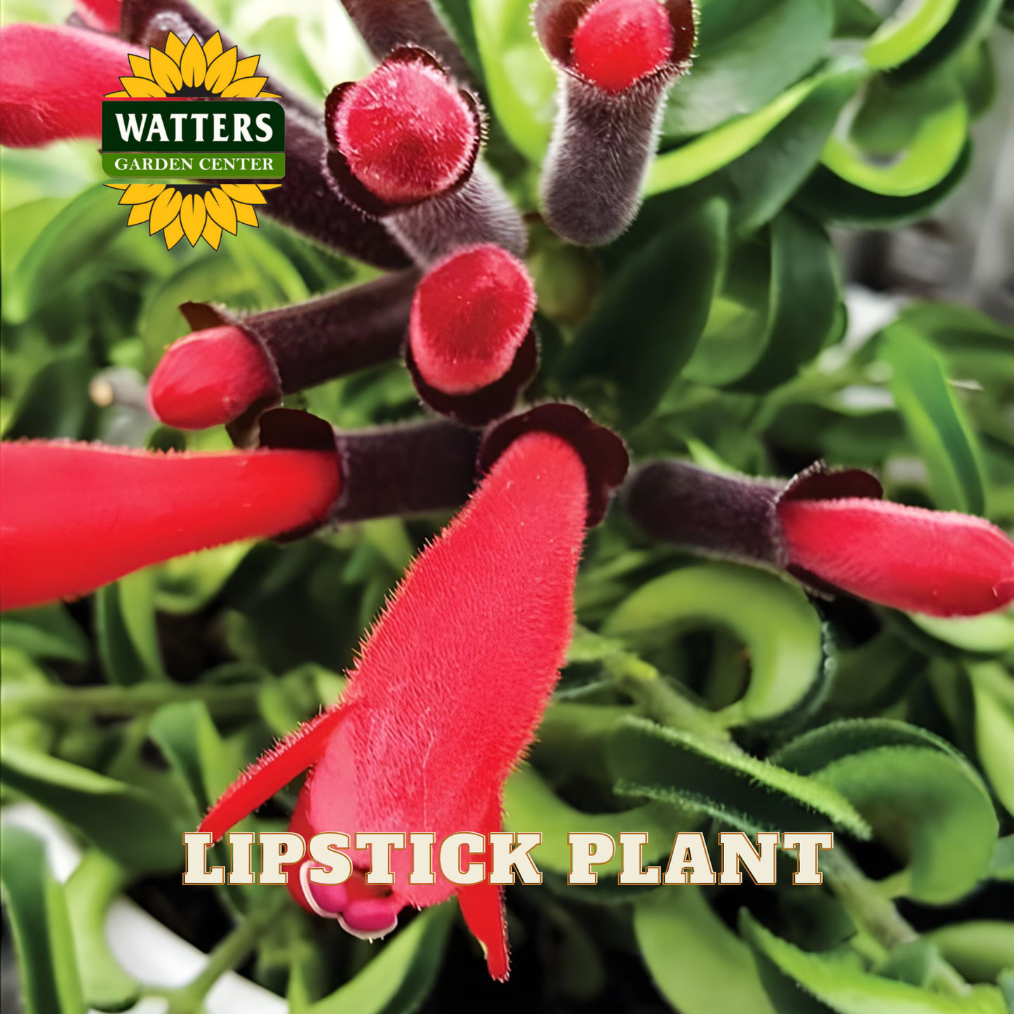 Lipstick plant with red flowers and green leaves, featuring Watters Garden Center logo.