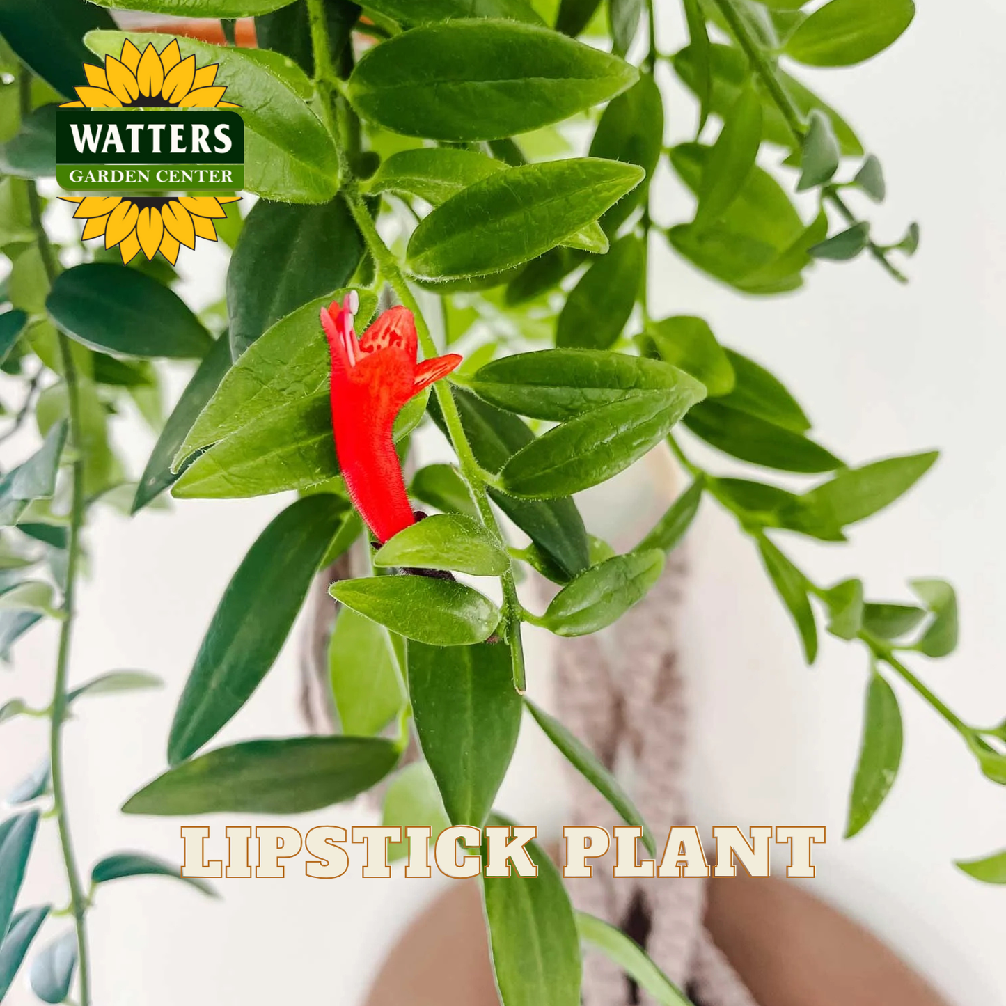 Lipstick plant with red flower and green leaves, branded with Watters Garden Center.