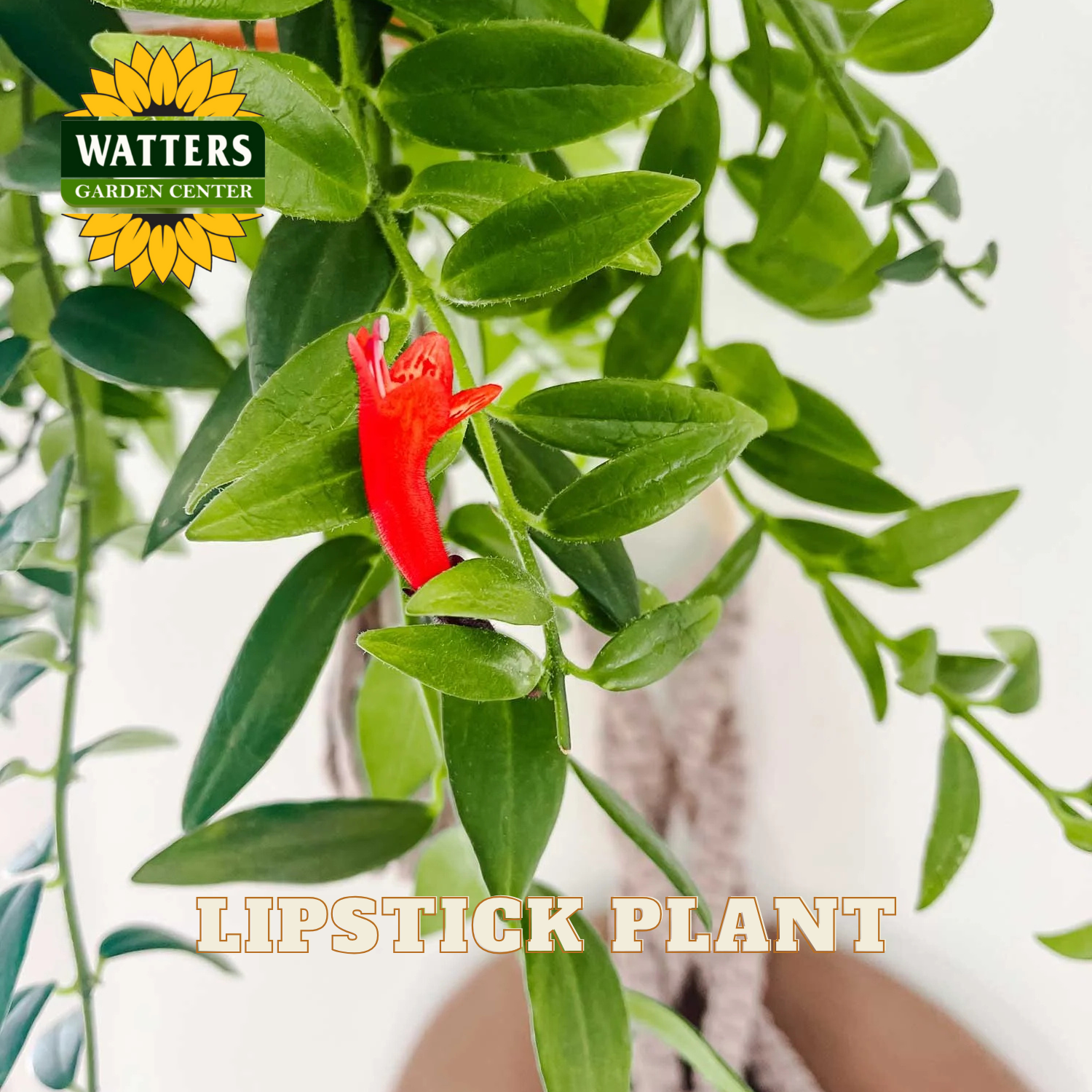 Lipstick plant with red flower and green leaves, branded with Watters Garden Center.