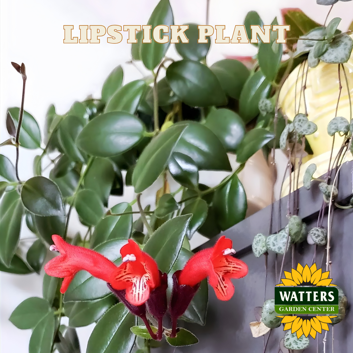 Lipstick plant with red flowers and green leaves, featuring Watters Garden Center logo.