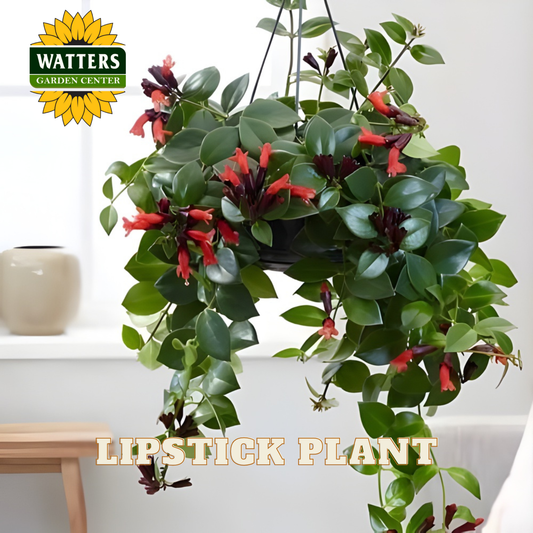 Hanging lipstick plant with red flowers in a pot, labeled 'Watters Garden Center' on a white background.