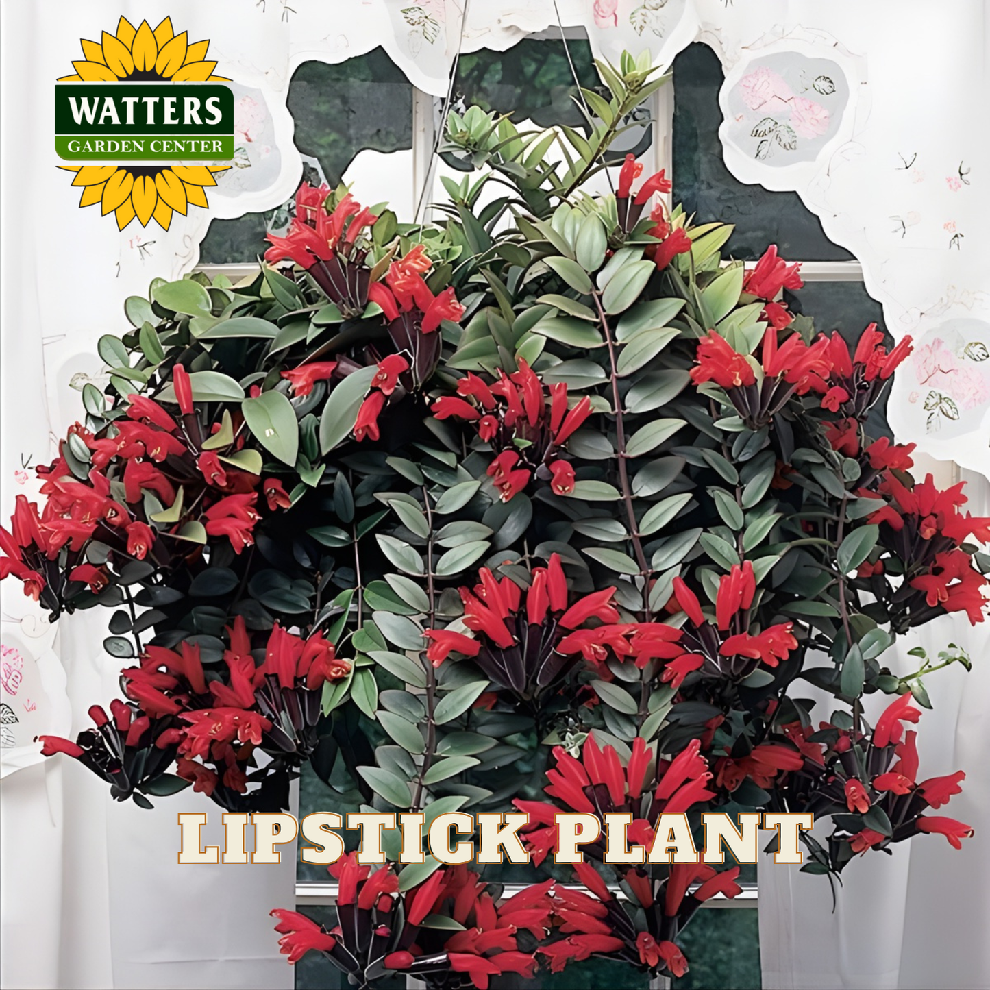 Lipstick plant with red and green leaves on a white background, featuring Watters Garden Center logo.