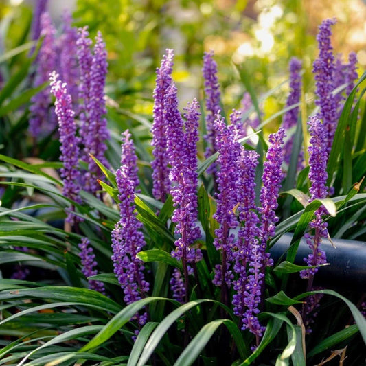 Royal Purple Lily Turf (Liriope M 'Royal Purple') - 1 gallon