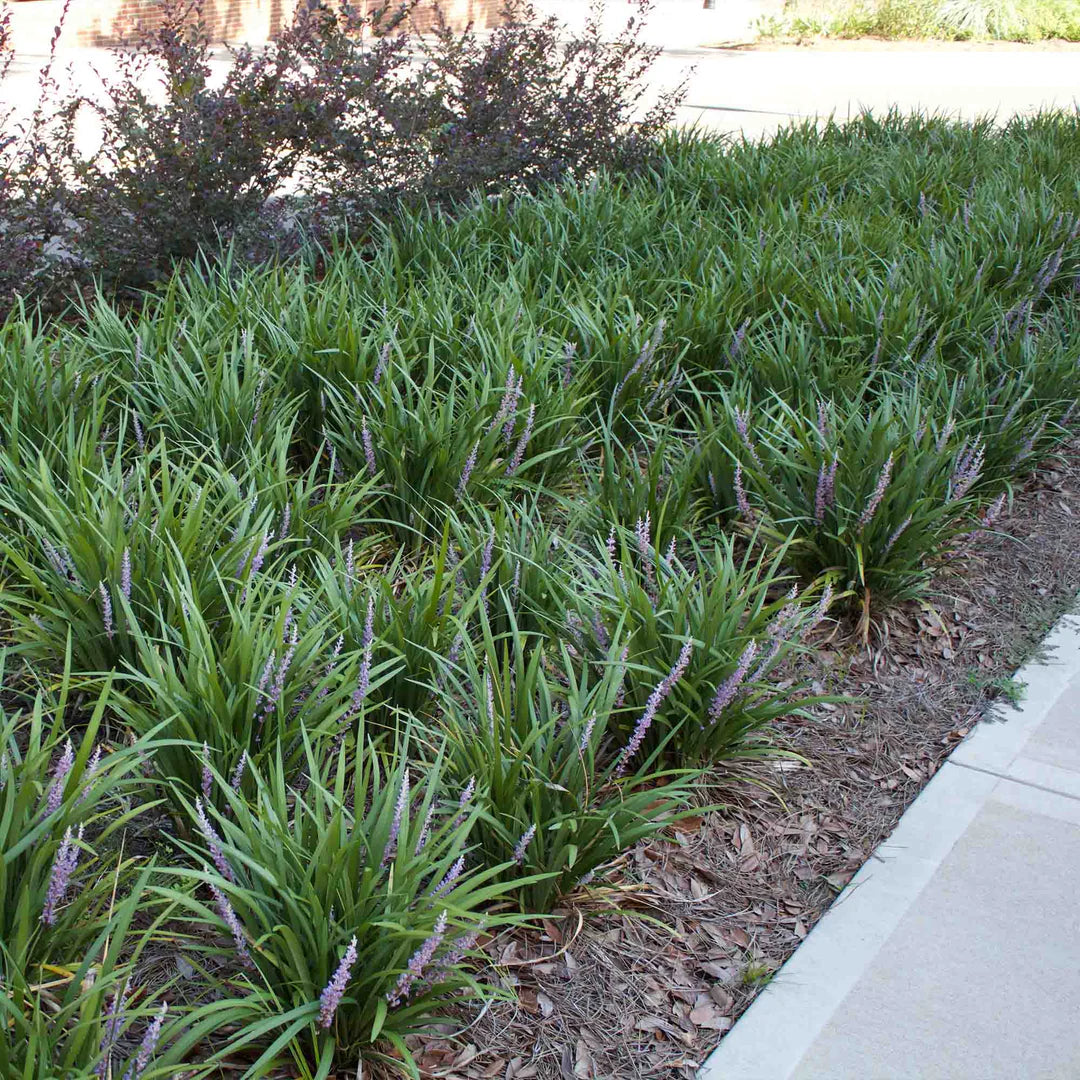 Royal Purple Lily Turf (Liriope M 'Royal Purple') - 1 gallon