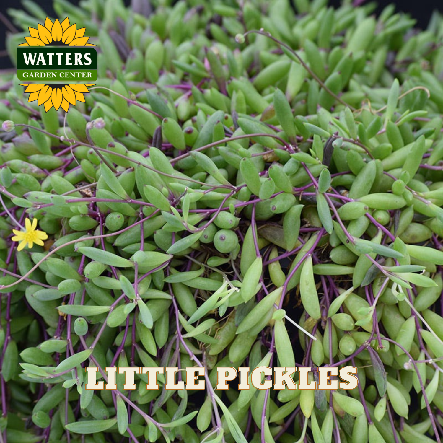 Green succulent plant with 'Little Pickles' variety name and Watters Garden Center logo.