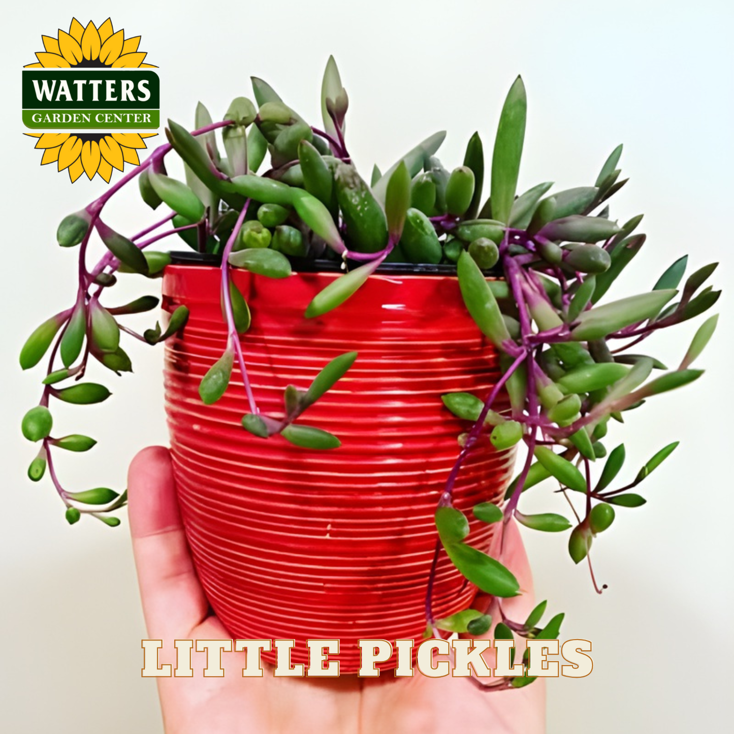 Red pot with succulents labeled 'Little Pickles' held by a hand, Watters Garden Center logo visible.