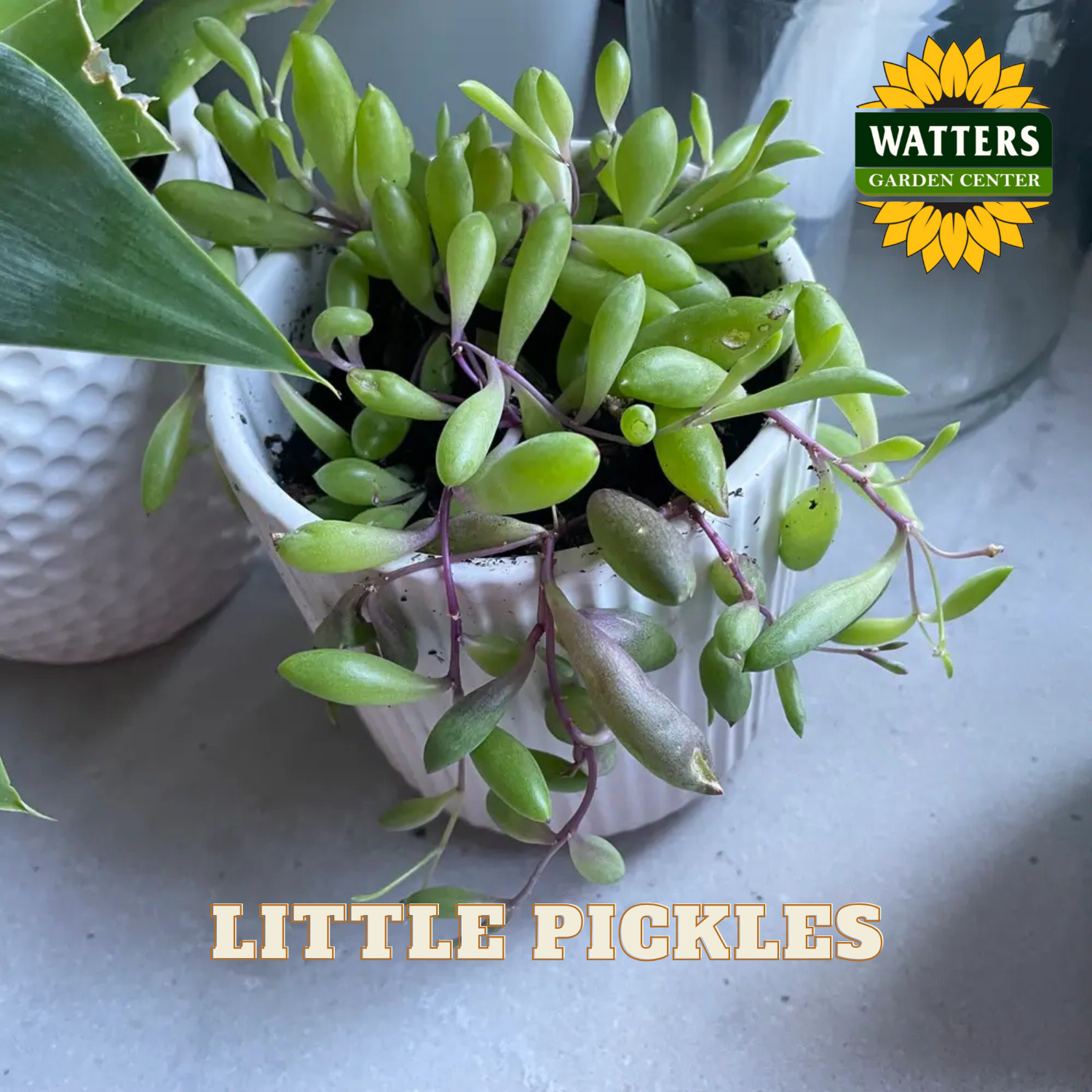 Potted plant with 'Little Pickles' label and Watters Garden Center logo.