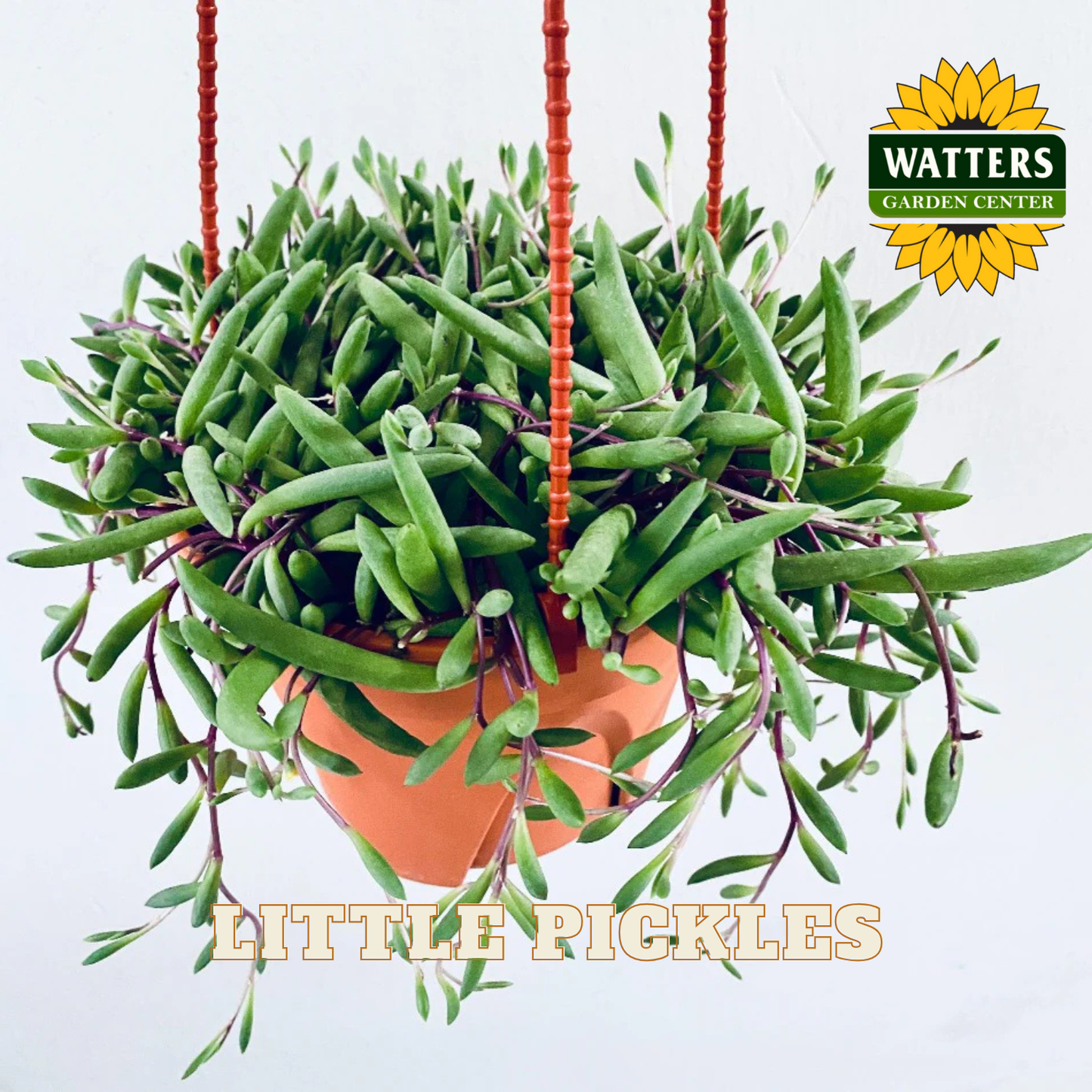 Hanging basket of green succulents with 'Watters Garden Center' logo and 'Little Pickles' text.