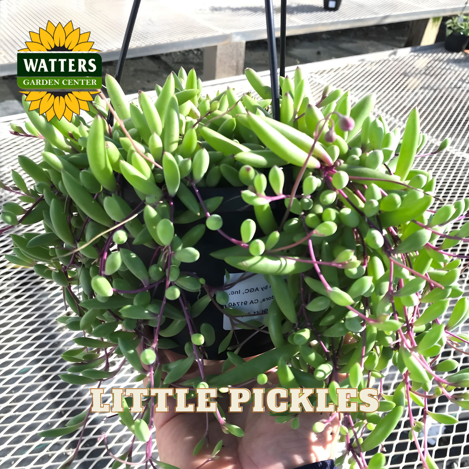 Potted plant labeled 'Little Pickles' with Watters Garden Center branding.